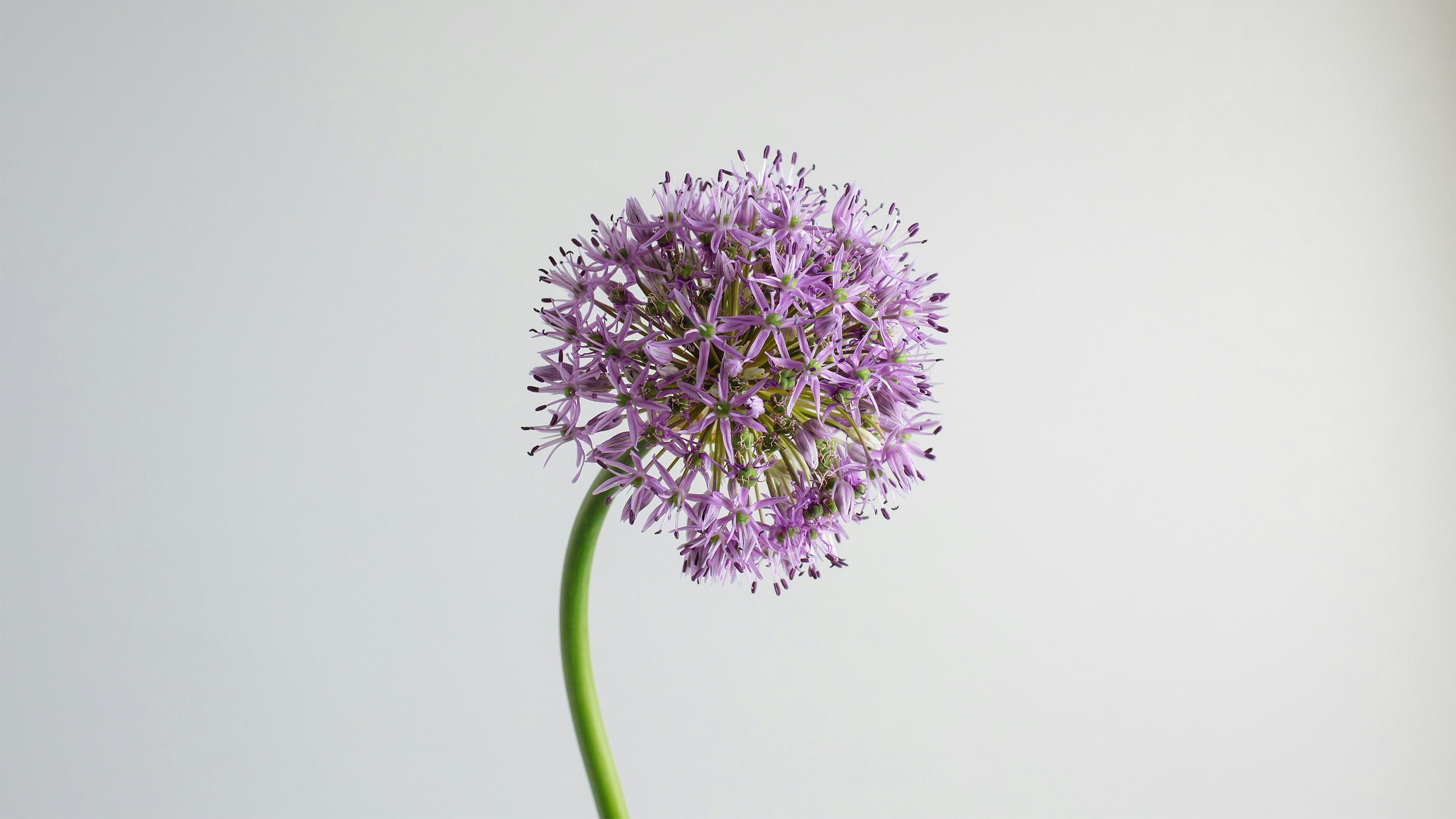 Allium