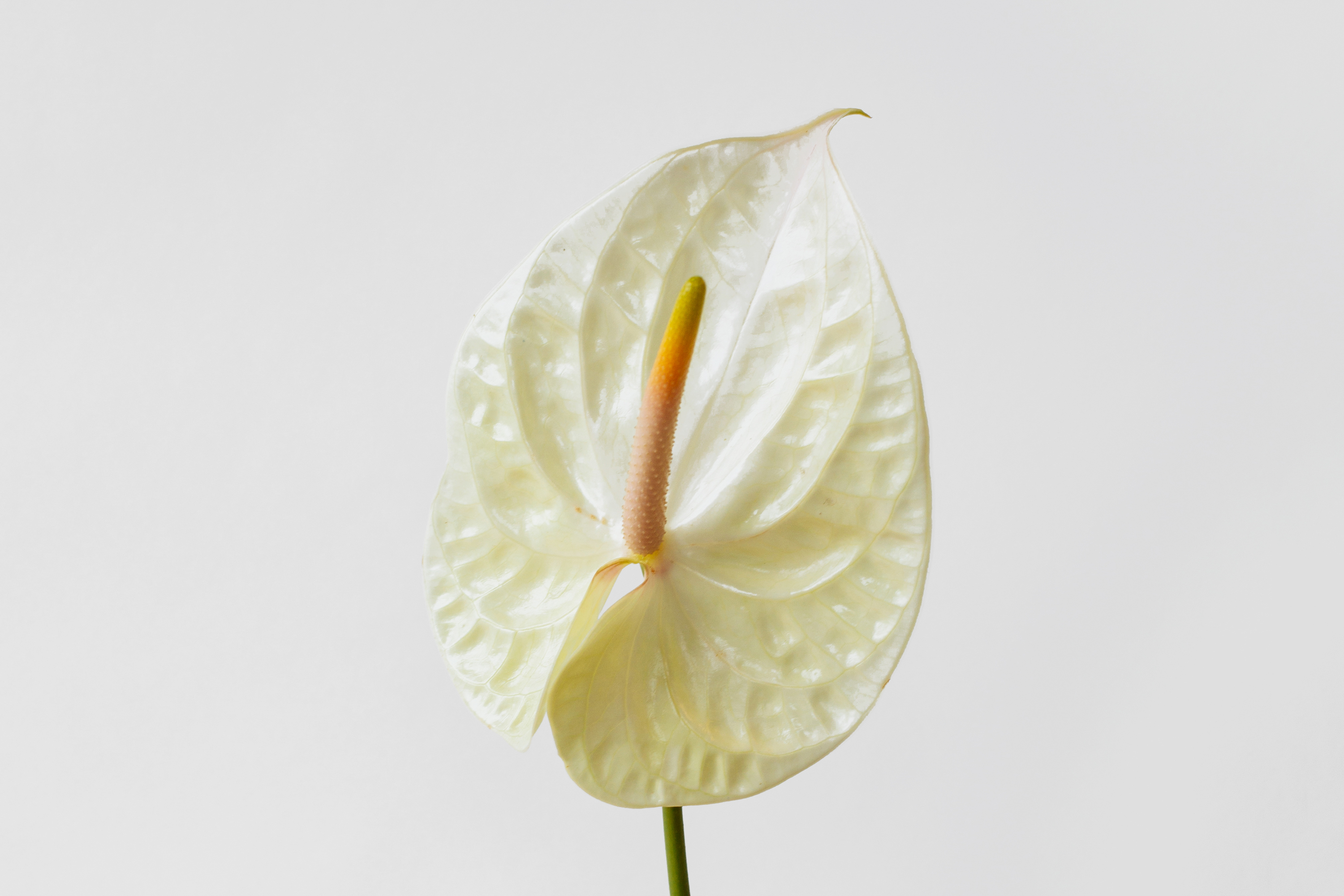 Anthurium