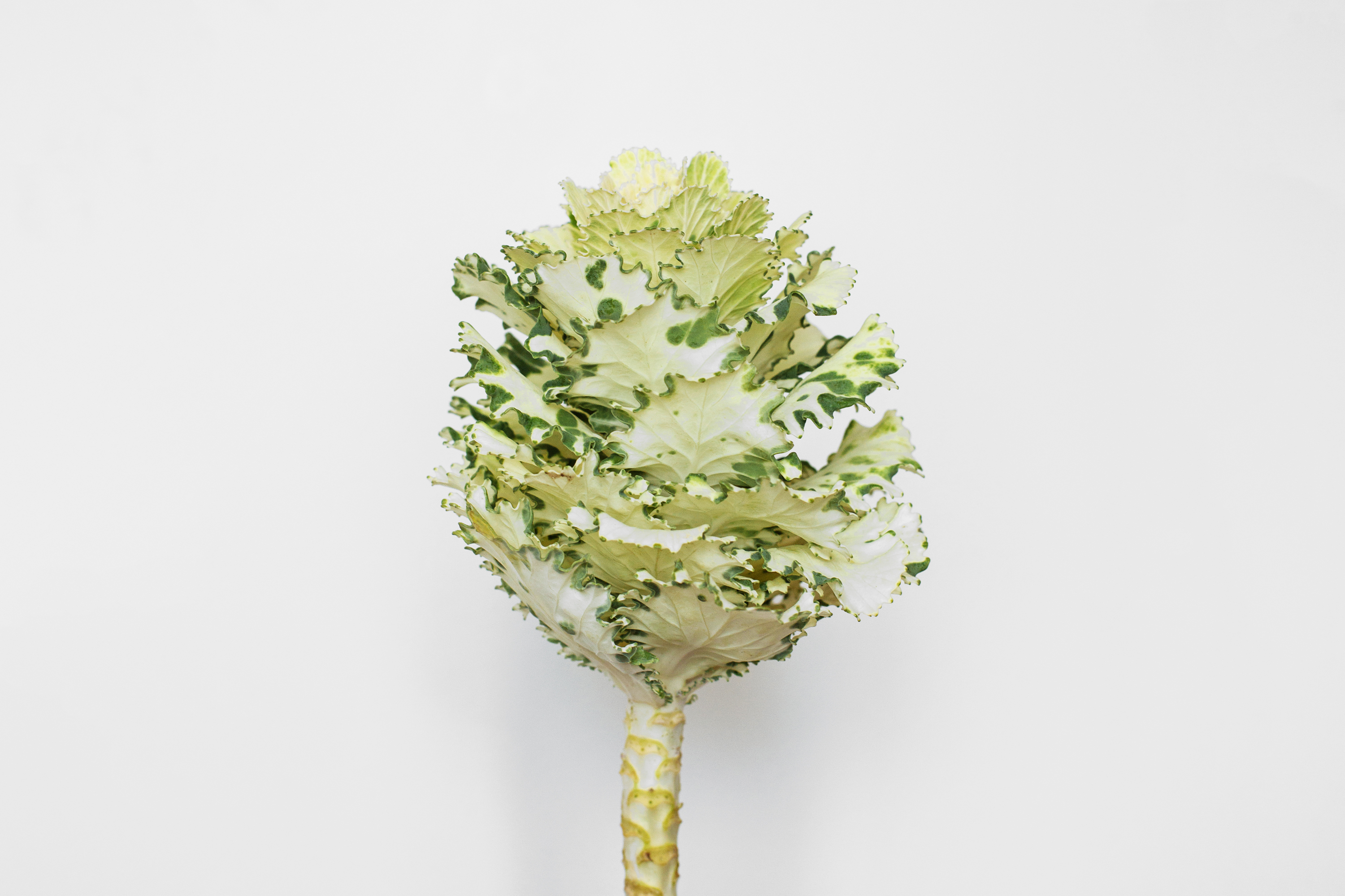 Brassica