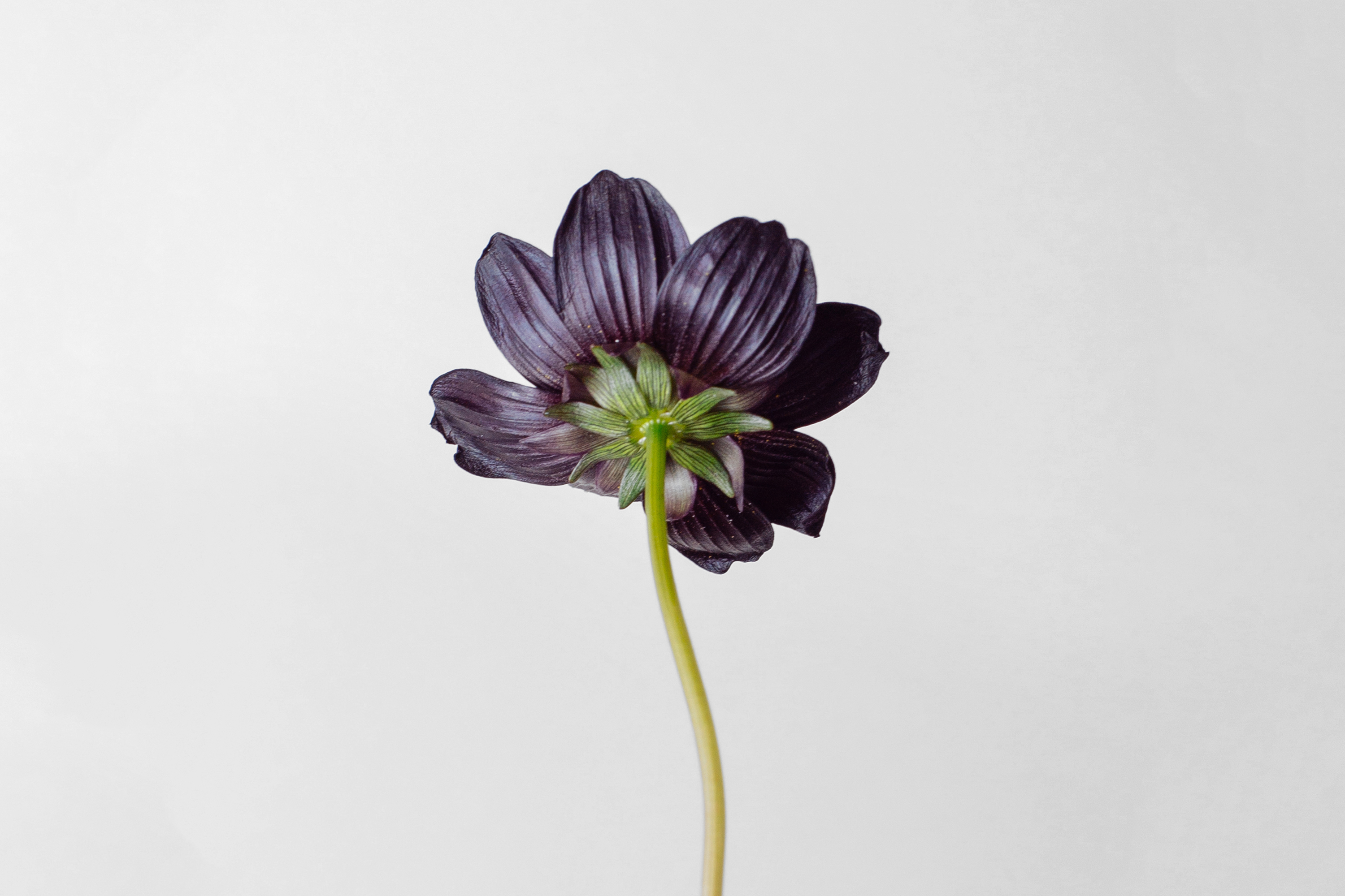 Chocolate Cosmos