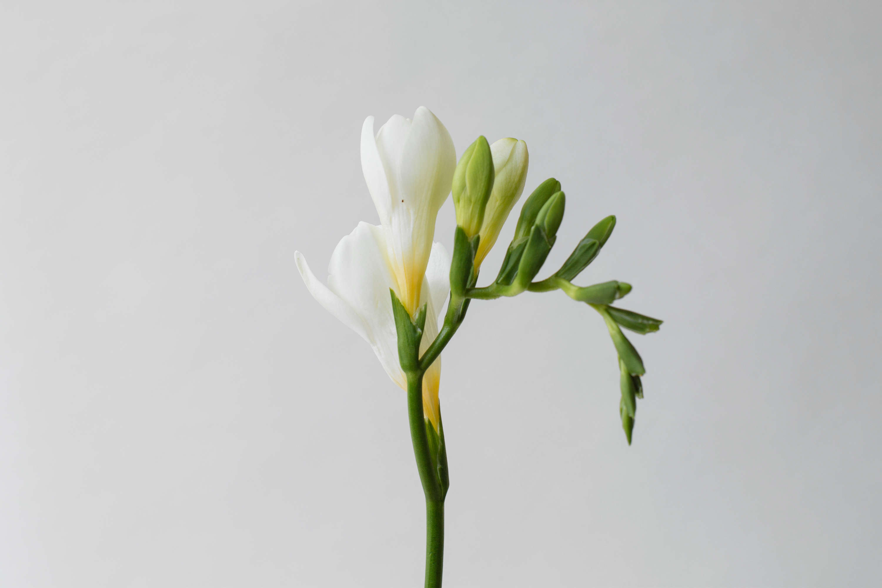 Freesia