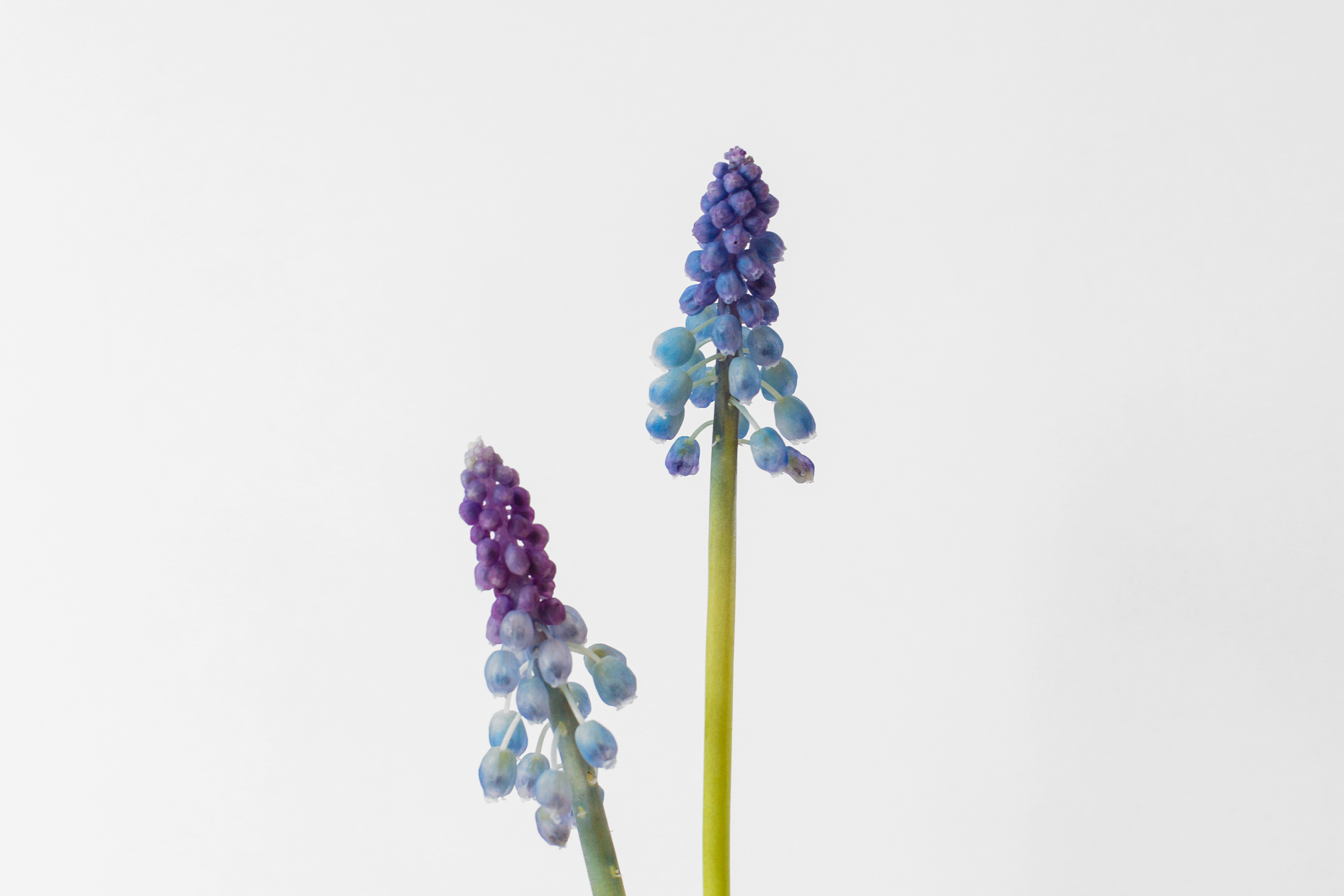 Muscari
