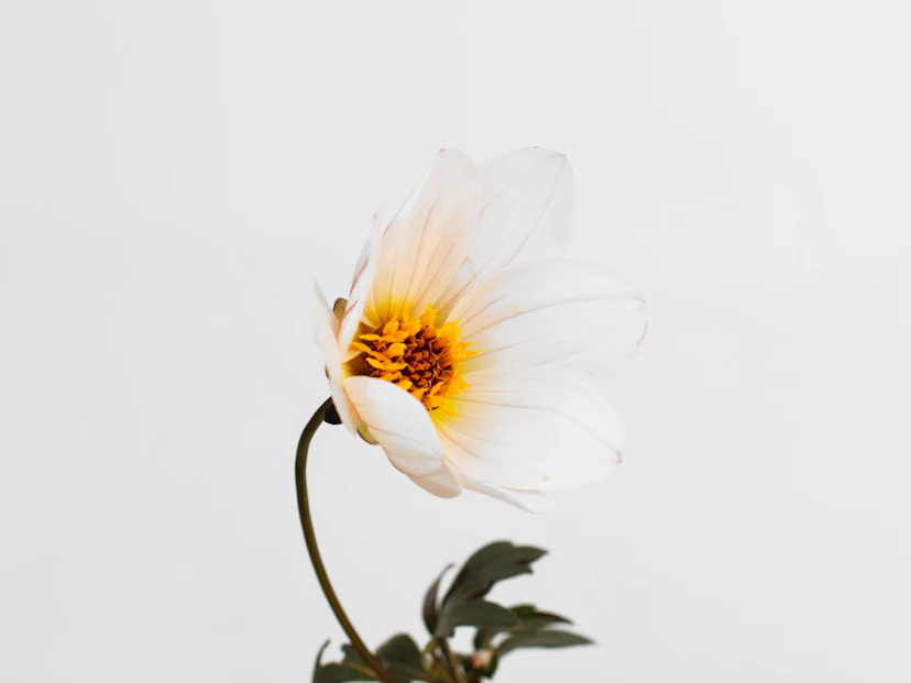 Mignon Dahlia