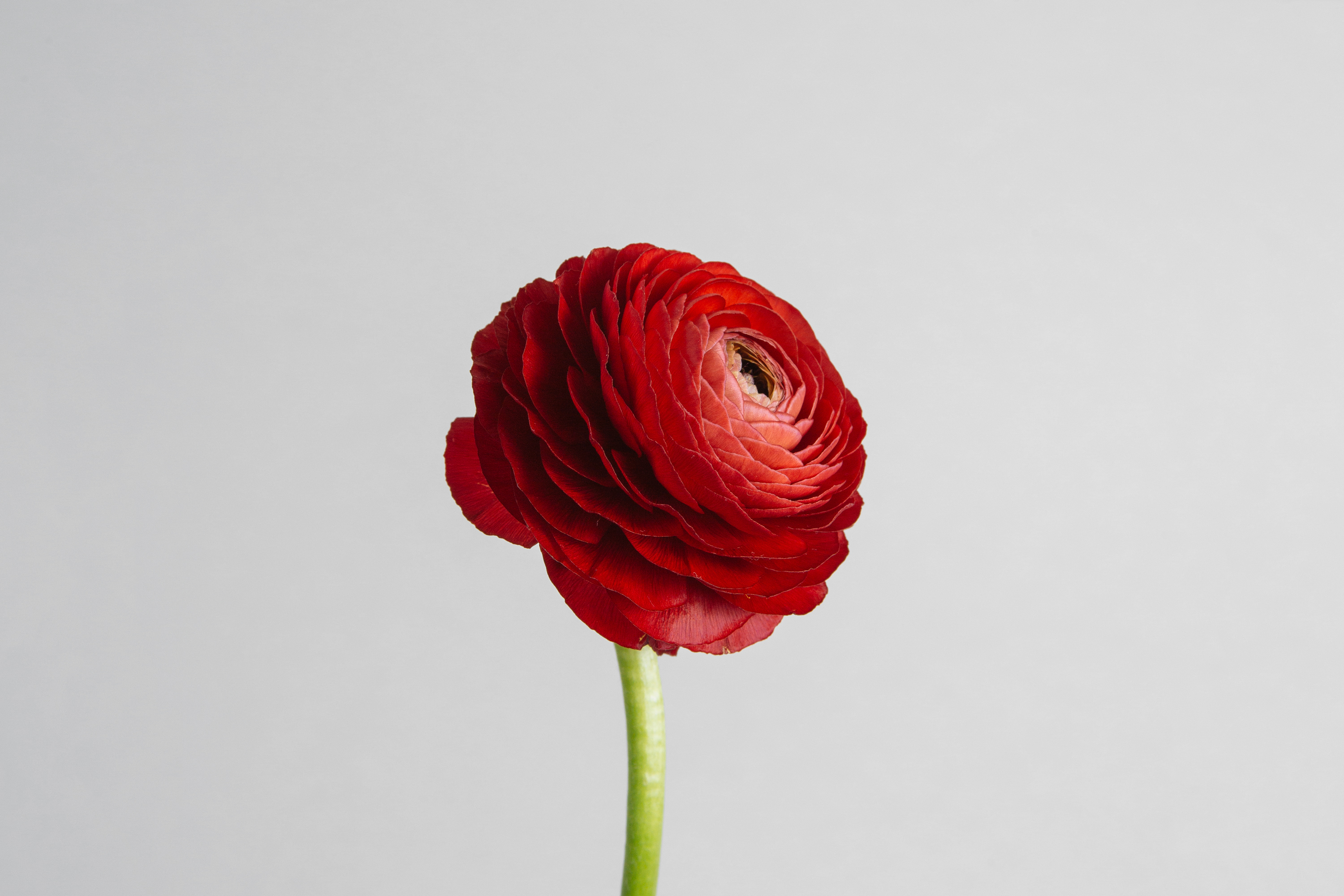 Ranunculus