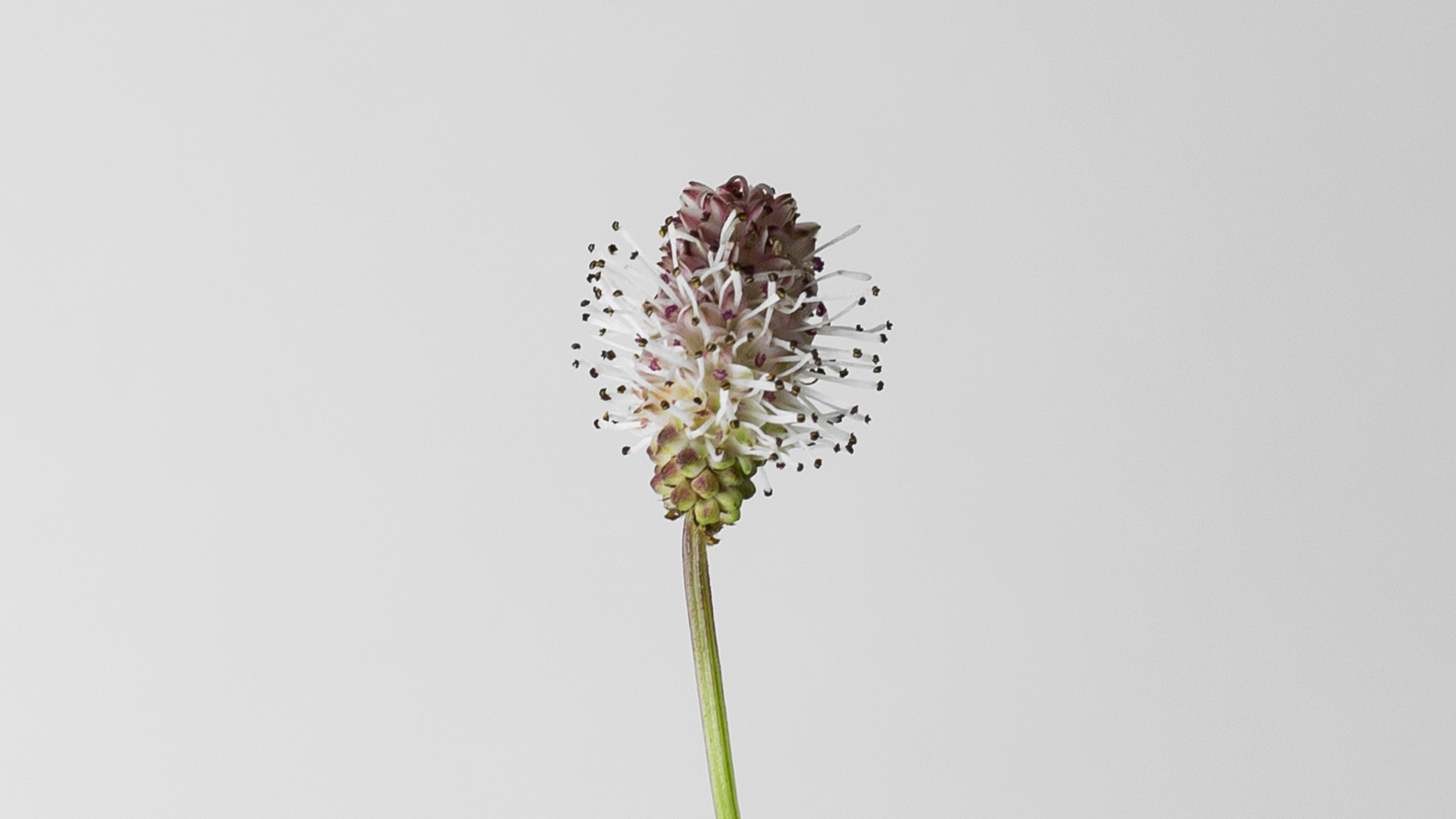 Sanguisorba