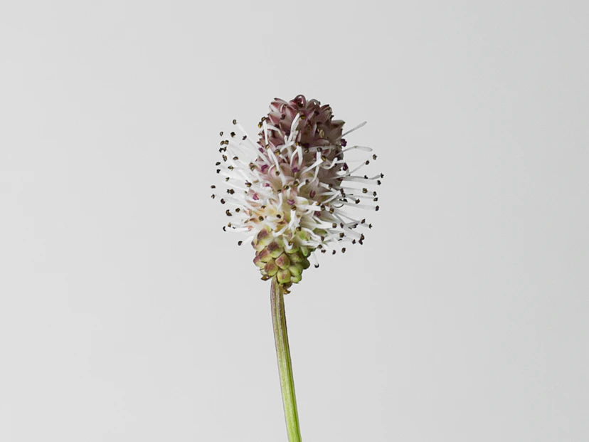 Sanguisorba