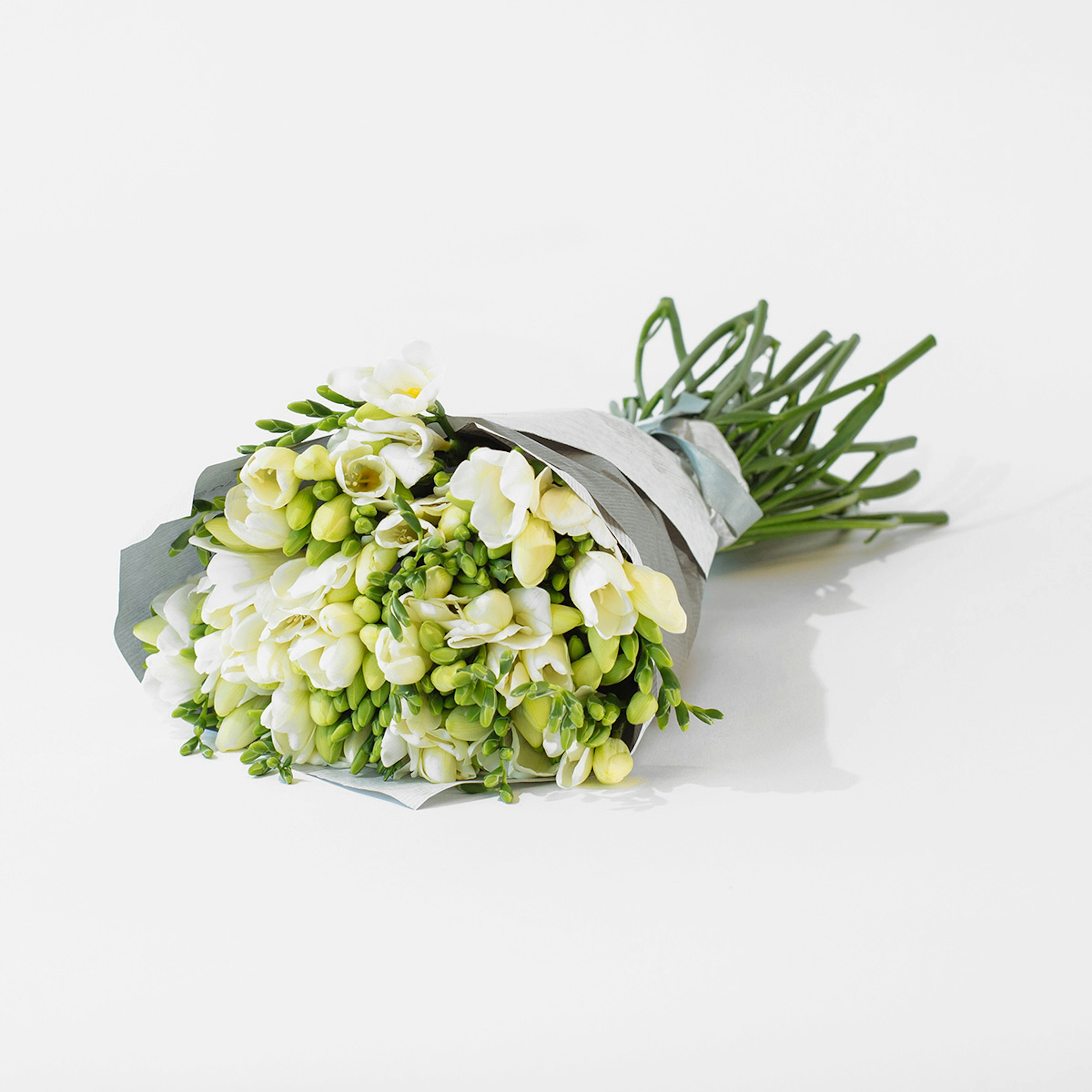 Freesia white original