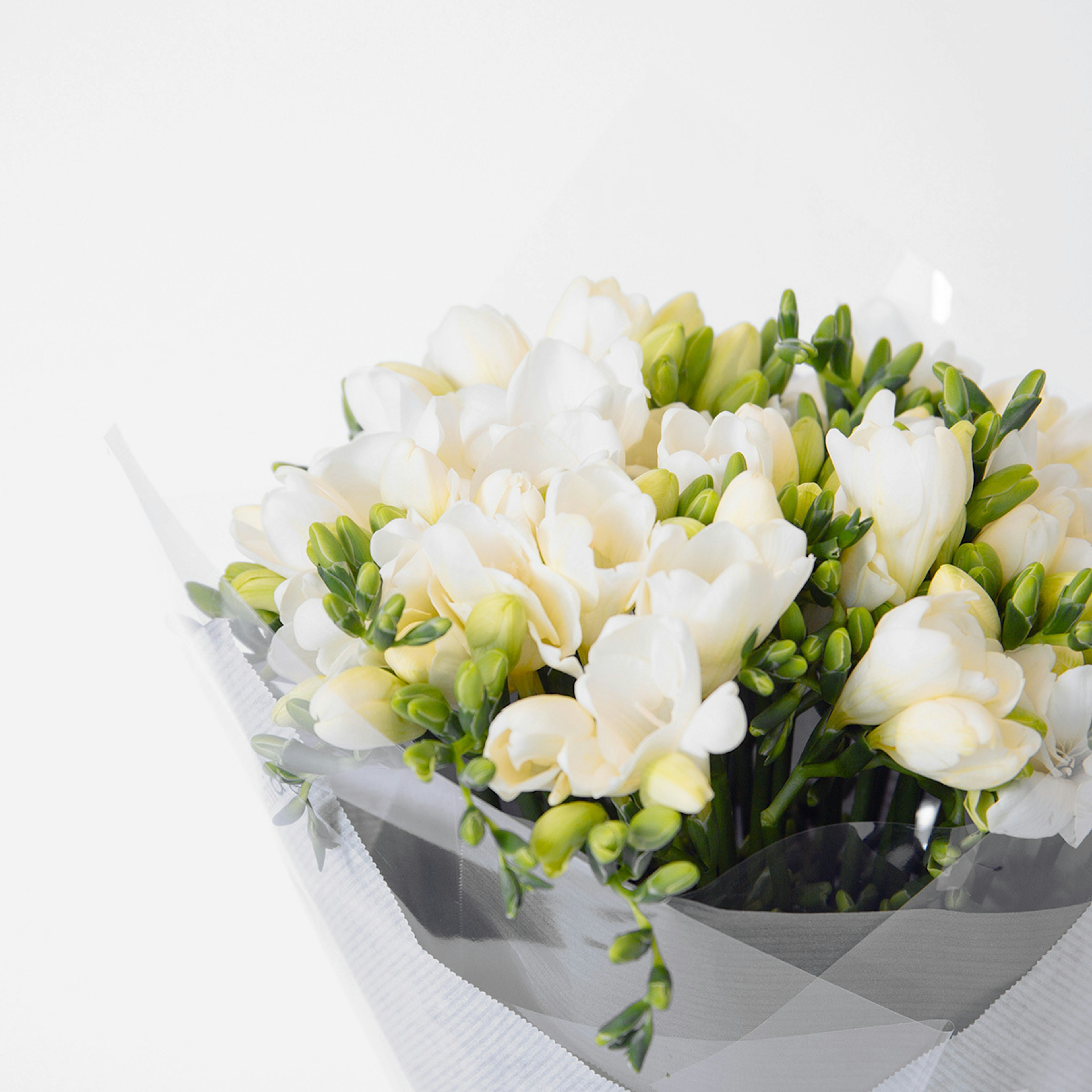 Freesia white original