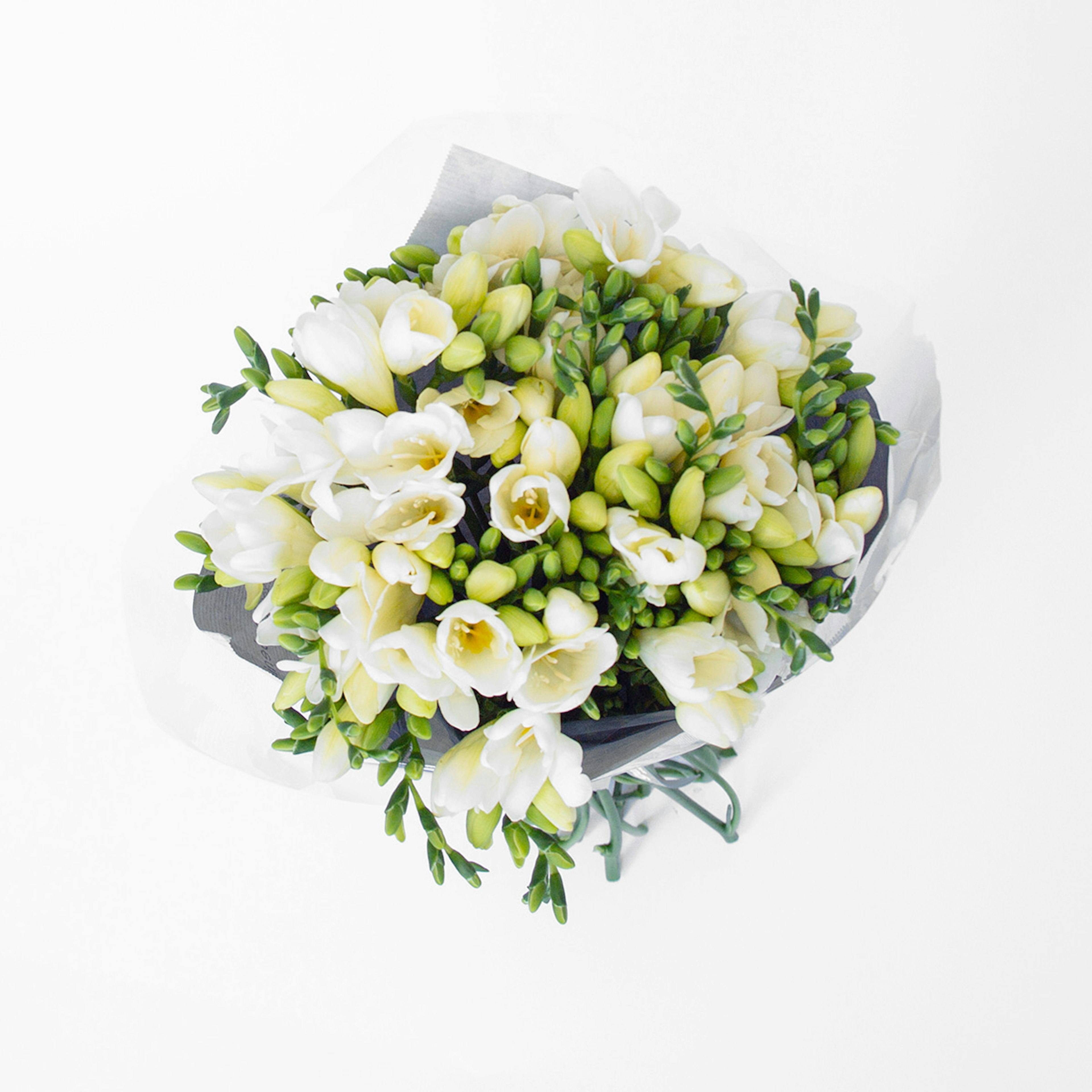 Freesia white original