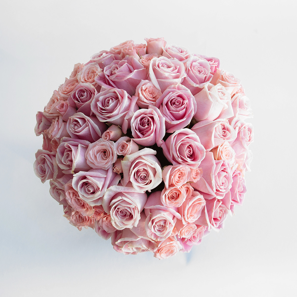 French Pink original