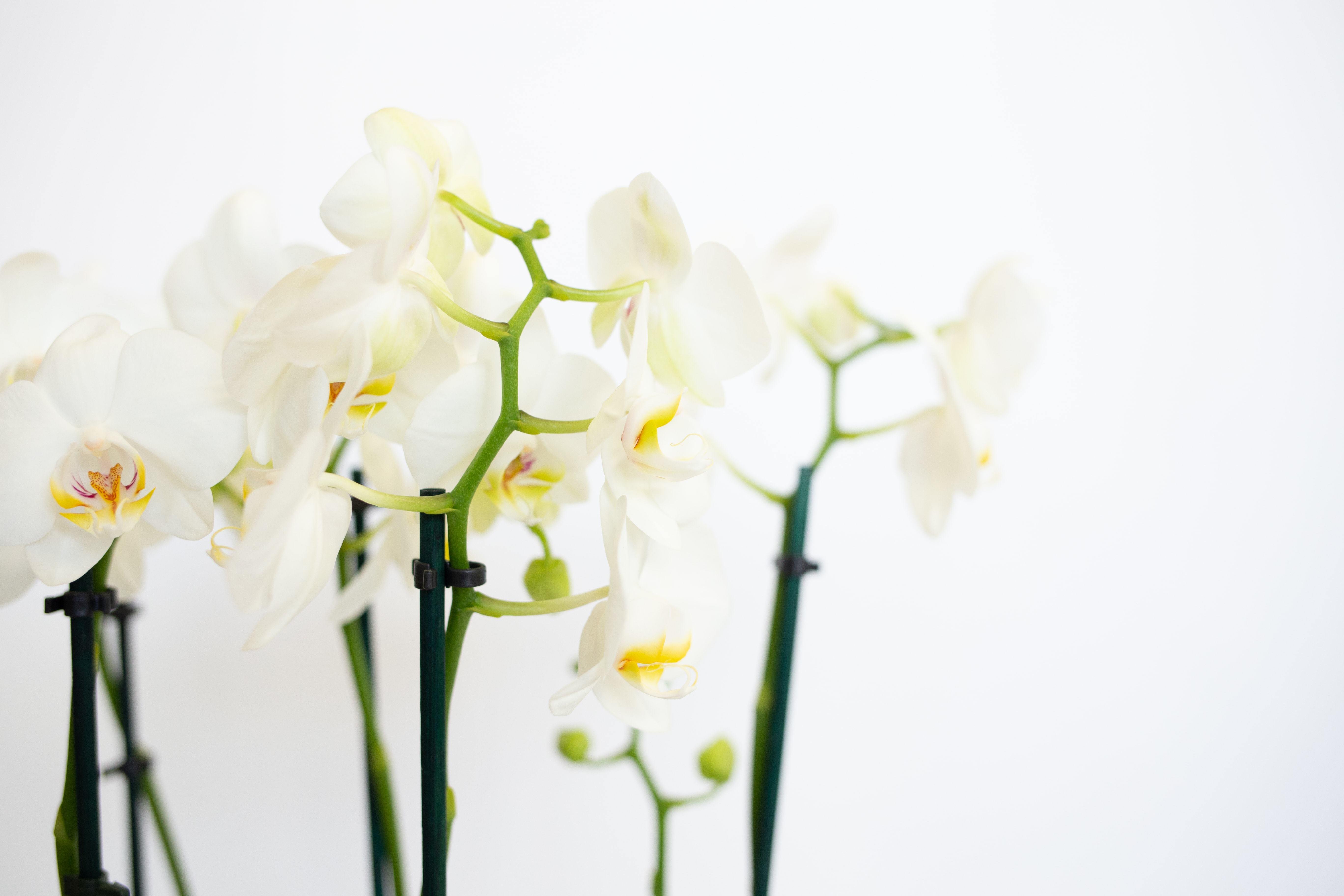 Grace and Glory original