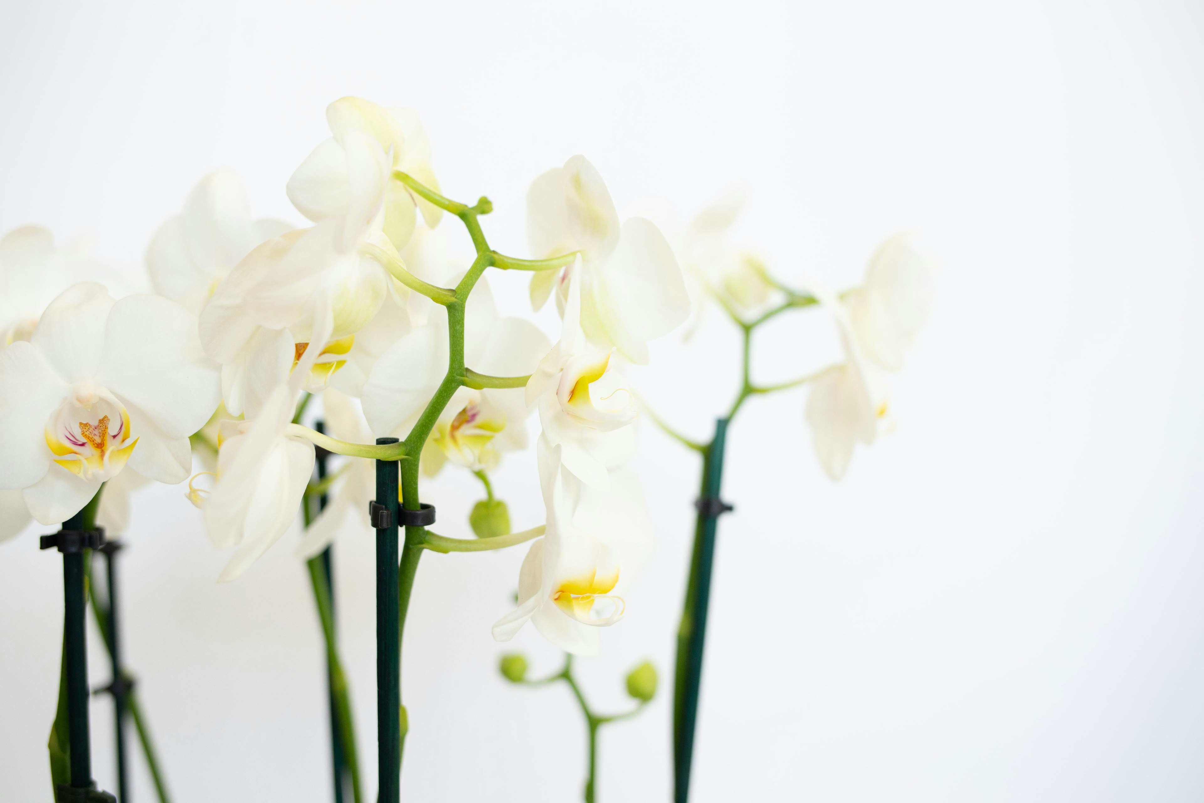 Grace and Glory original