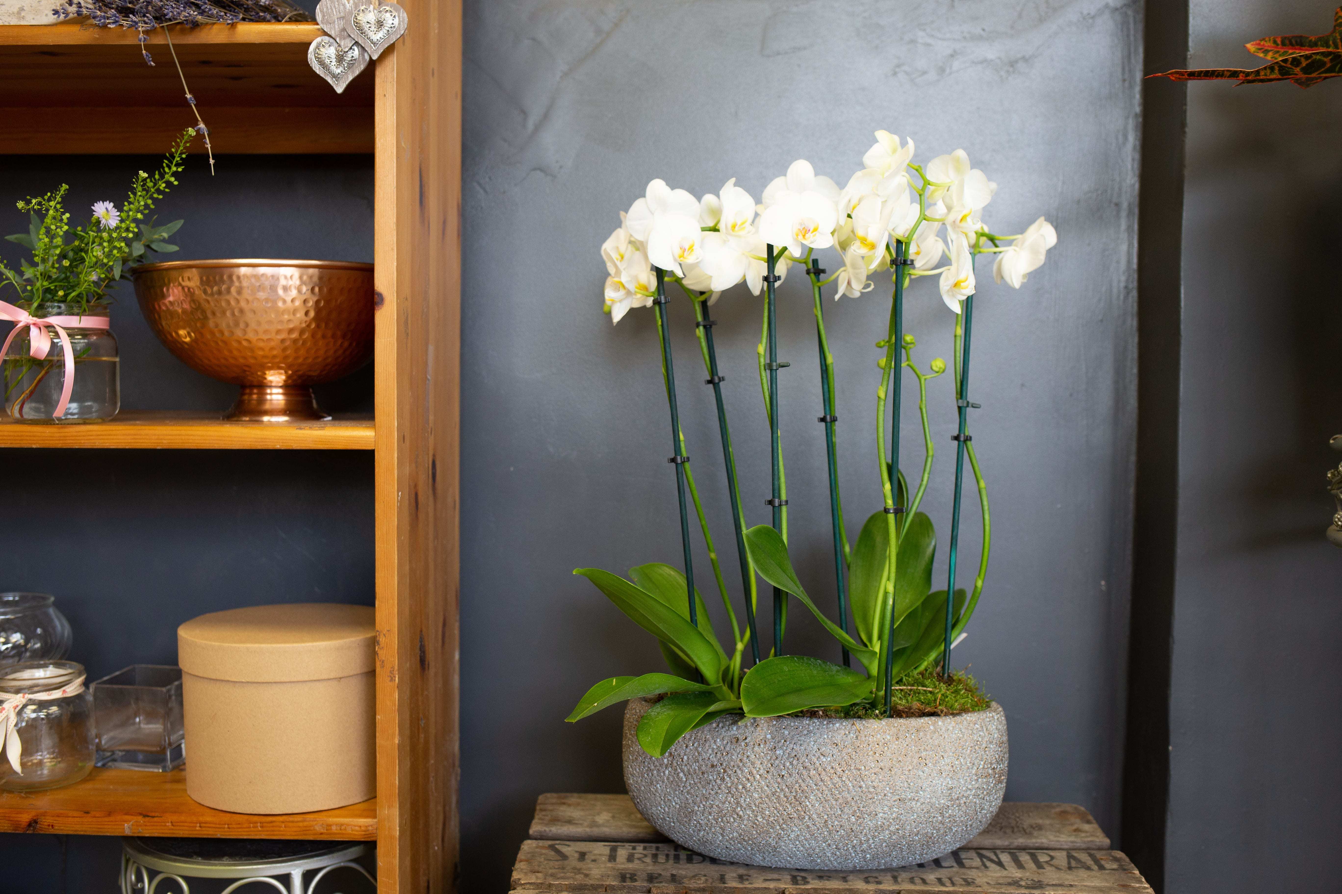 Grace and Glory original