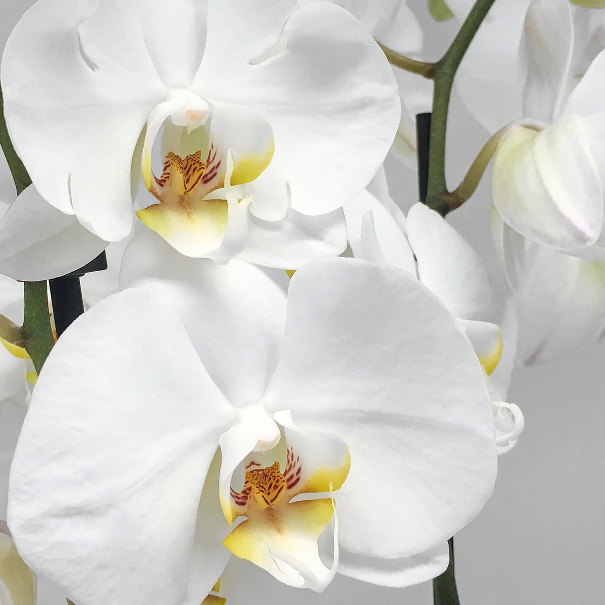 Phalaenopsis Orchids original