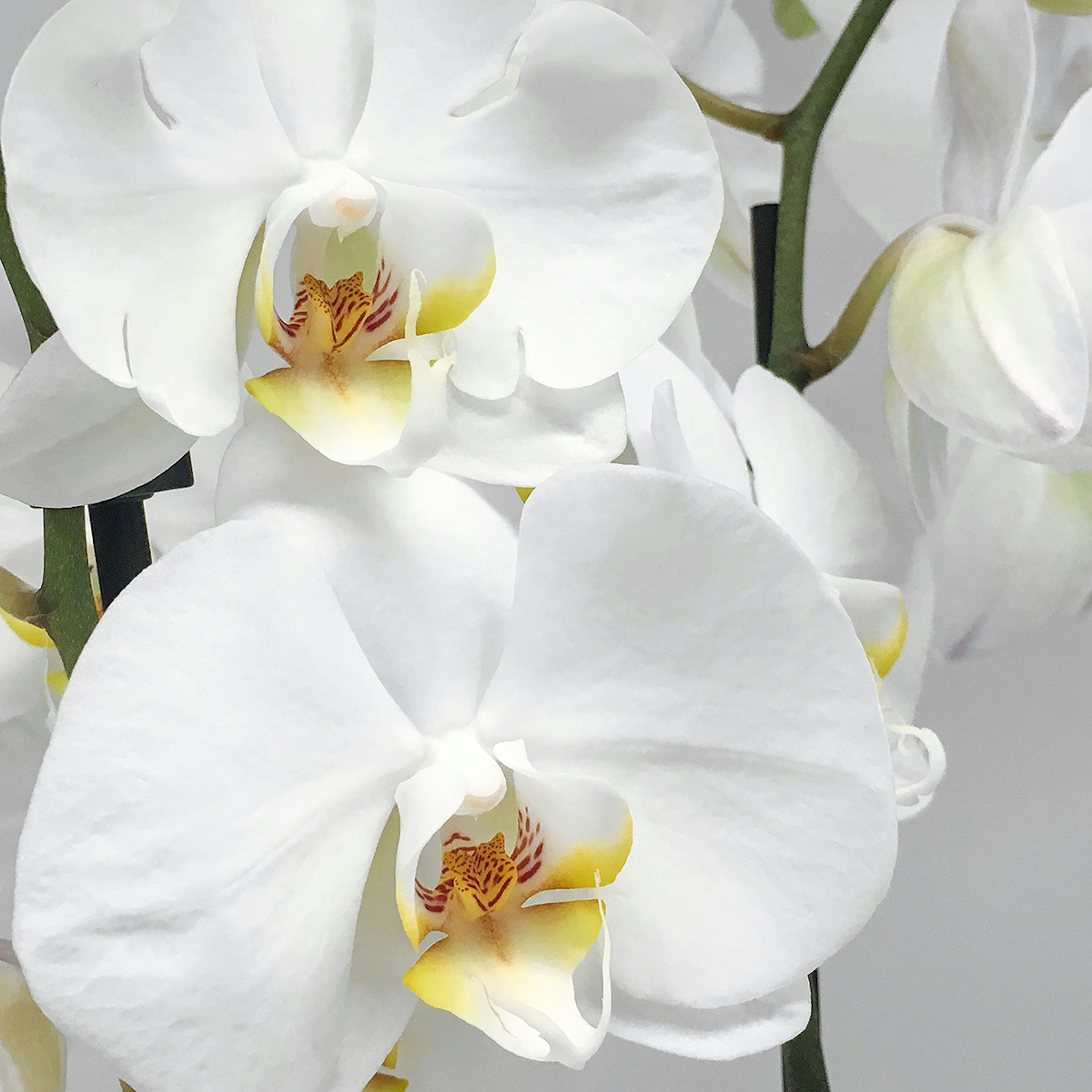 Phalaenopsis Orchids original