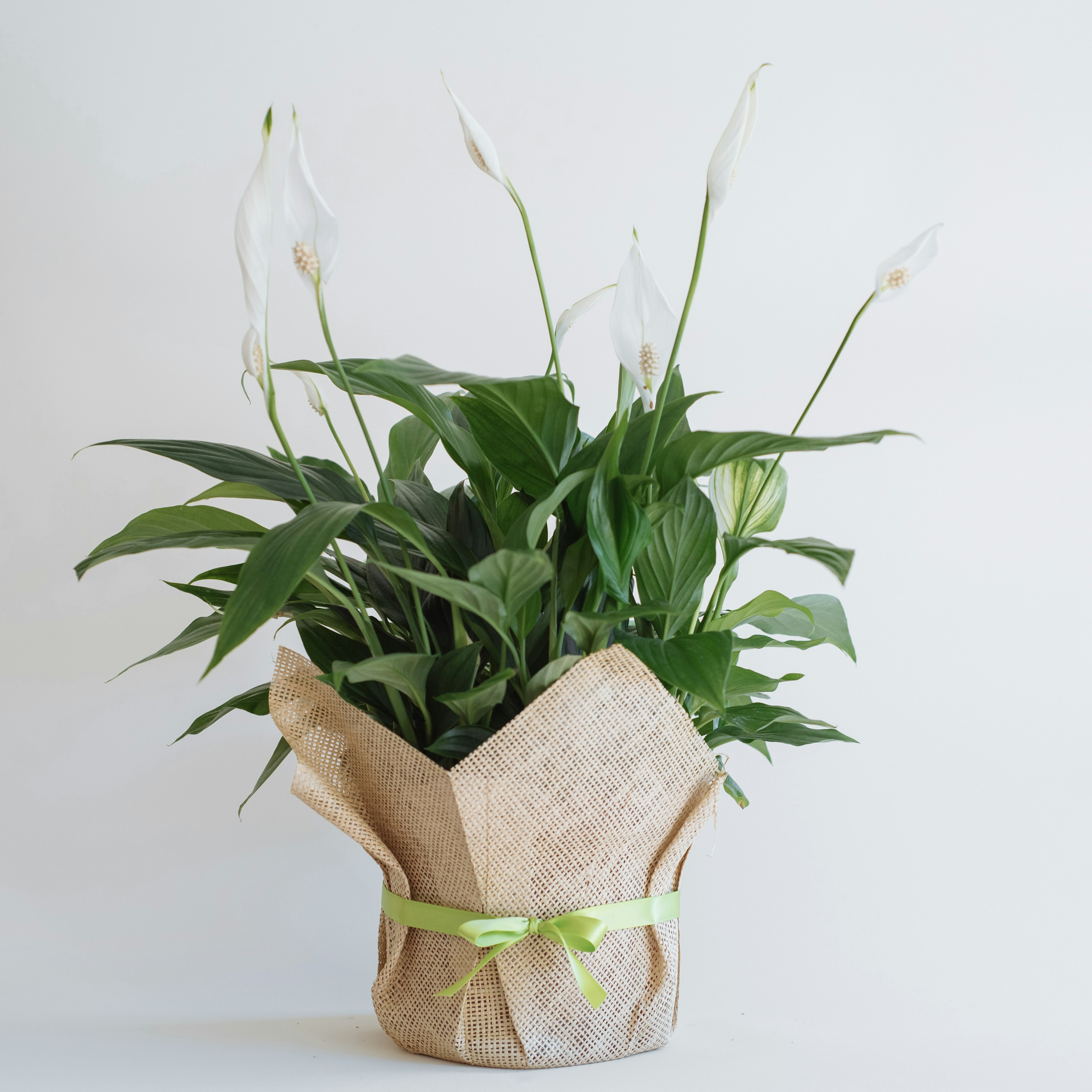 Peace Lily original