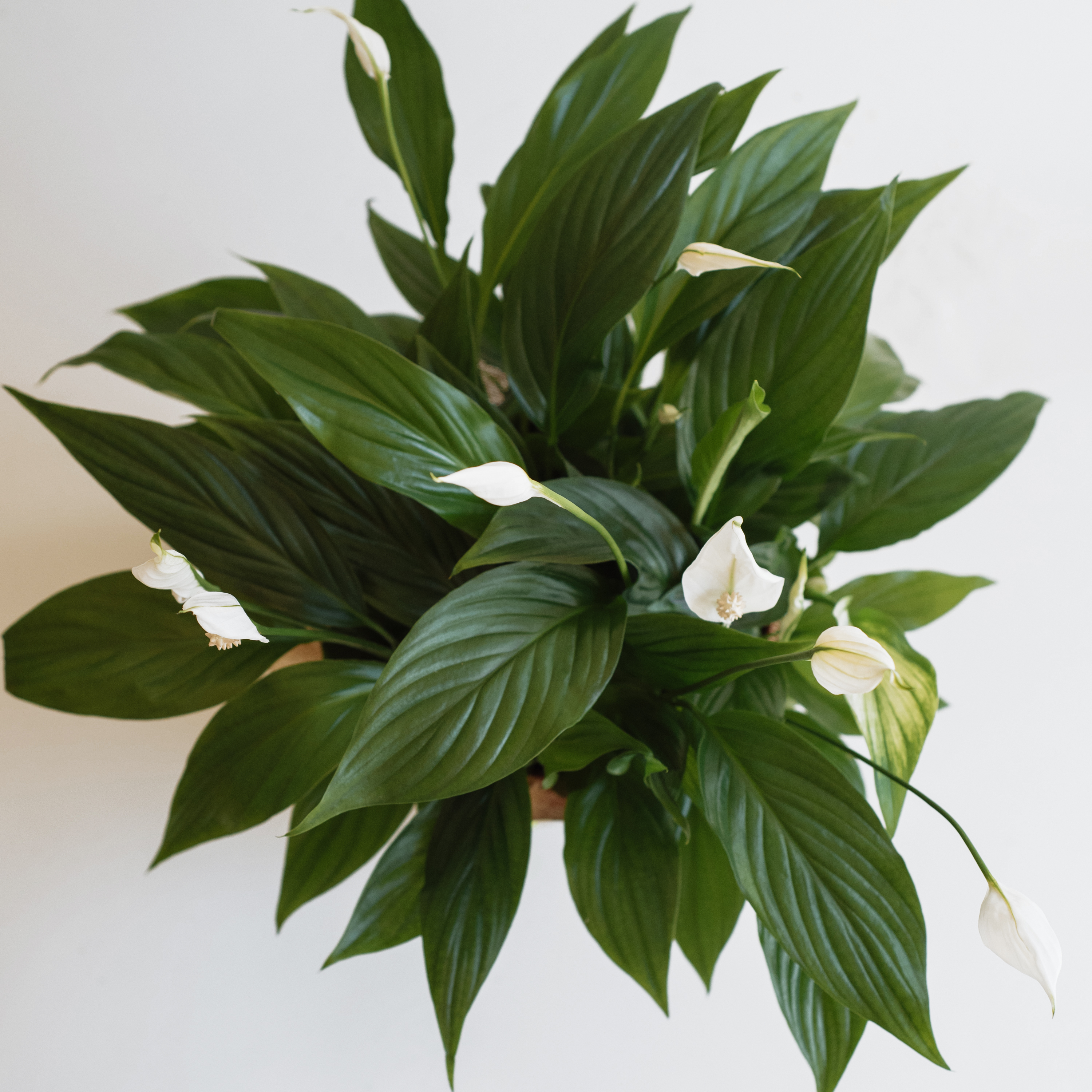 Peace Lily original