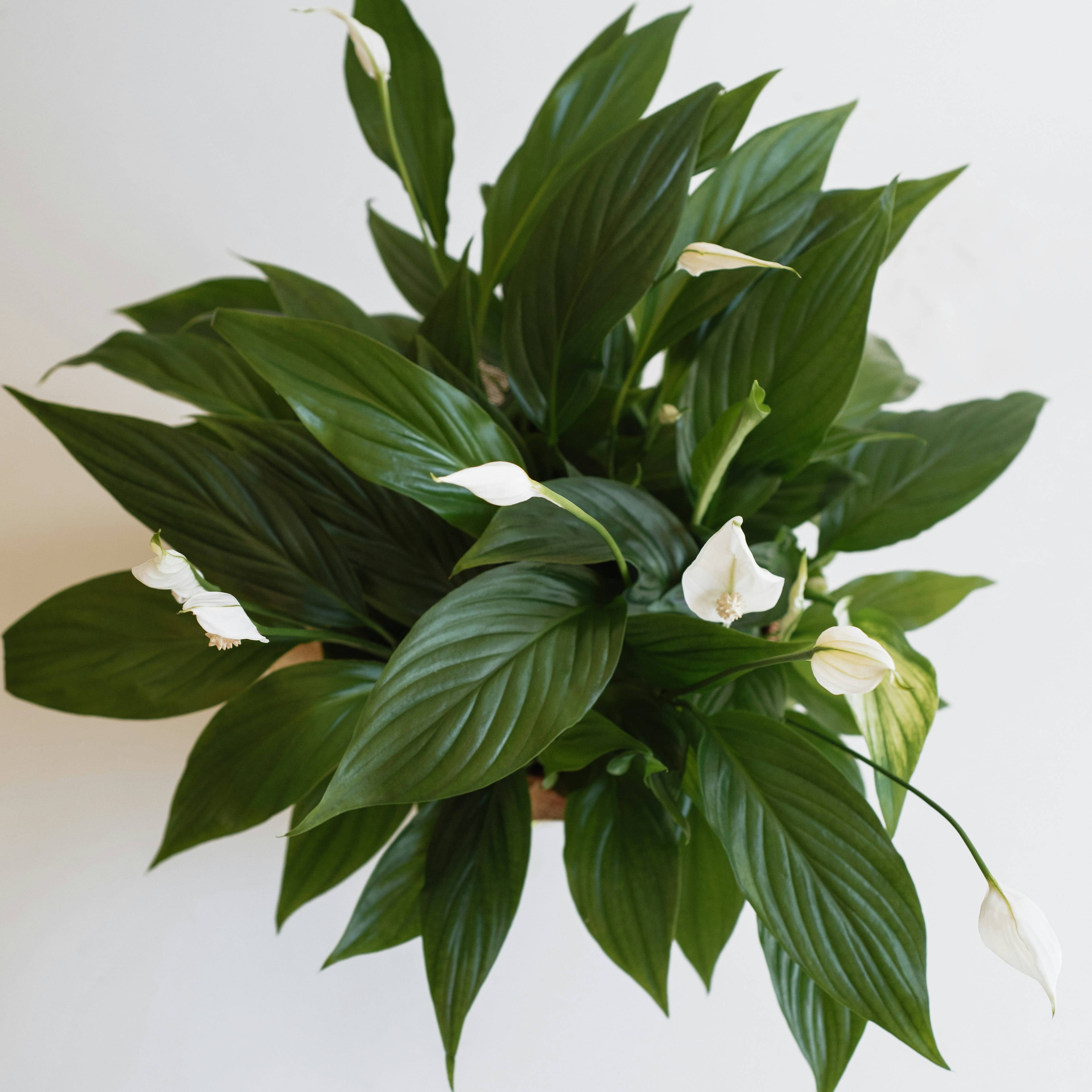 Peace Lily original
