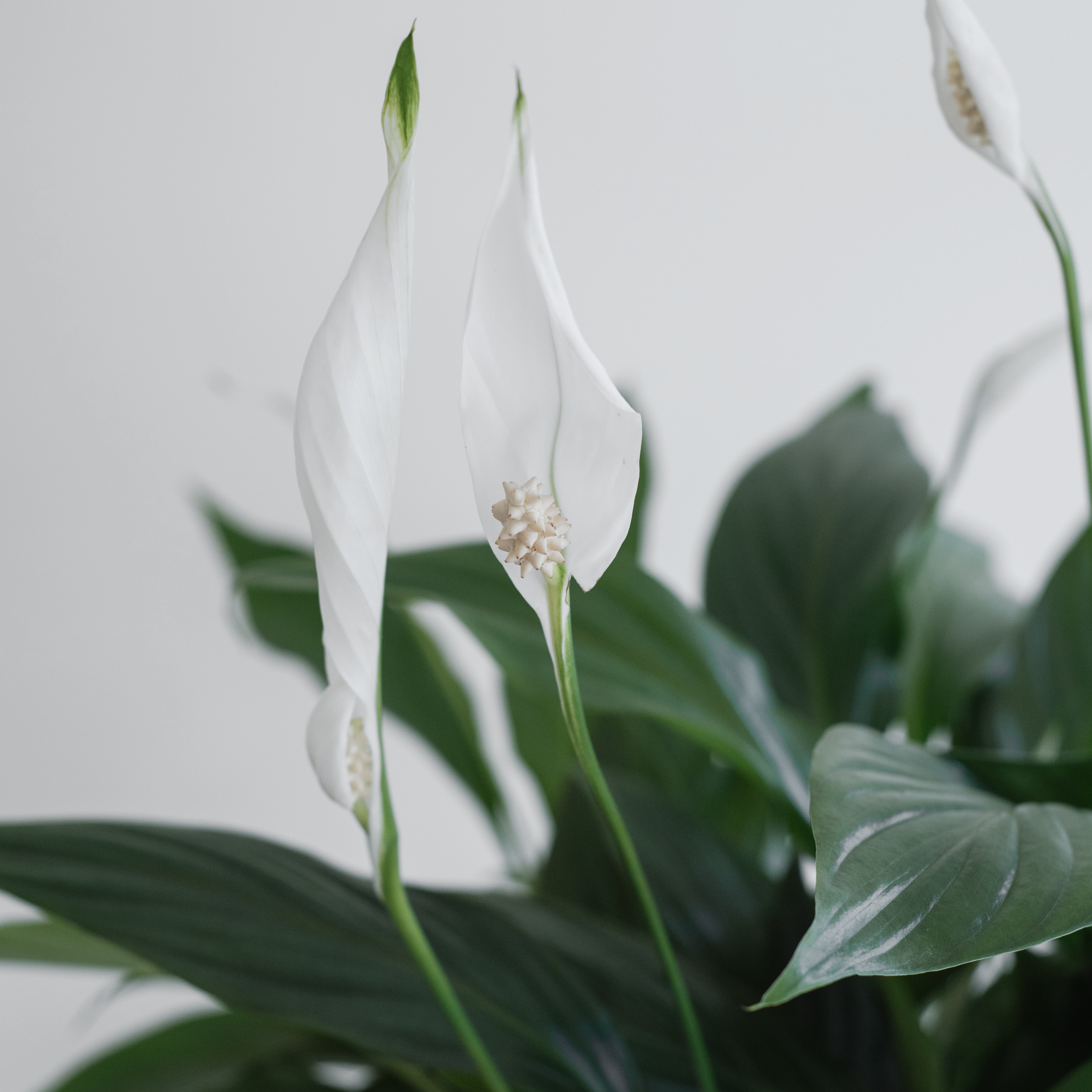 Evergreen Peace Plant