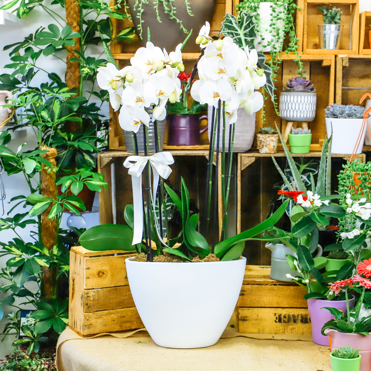 Phalanopsis Orchid original