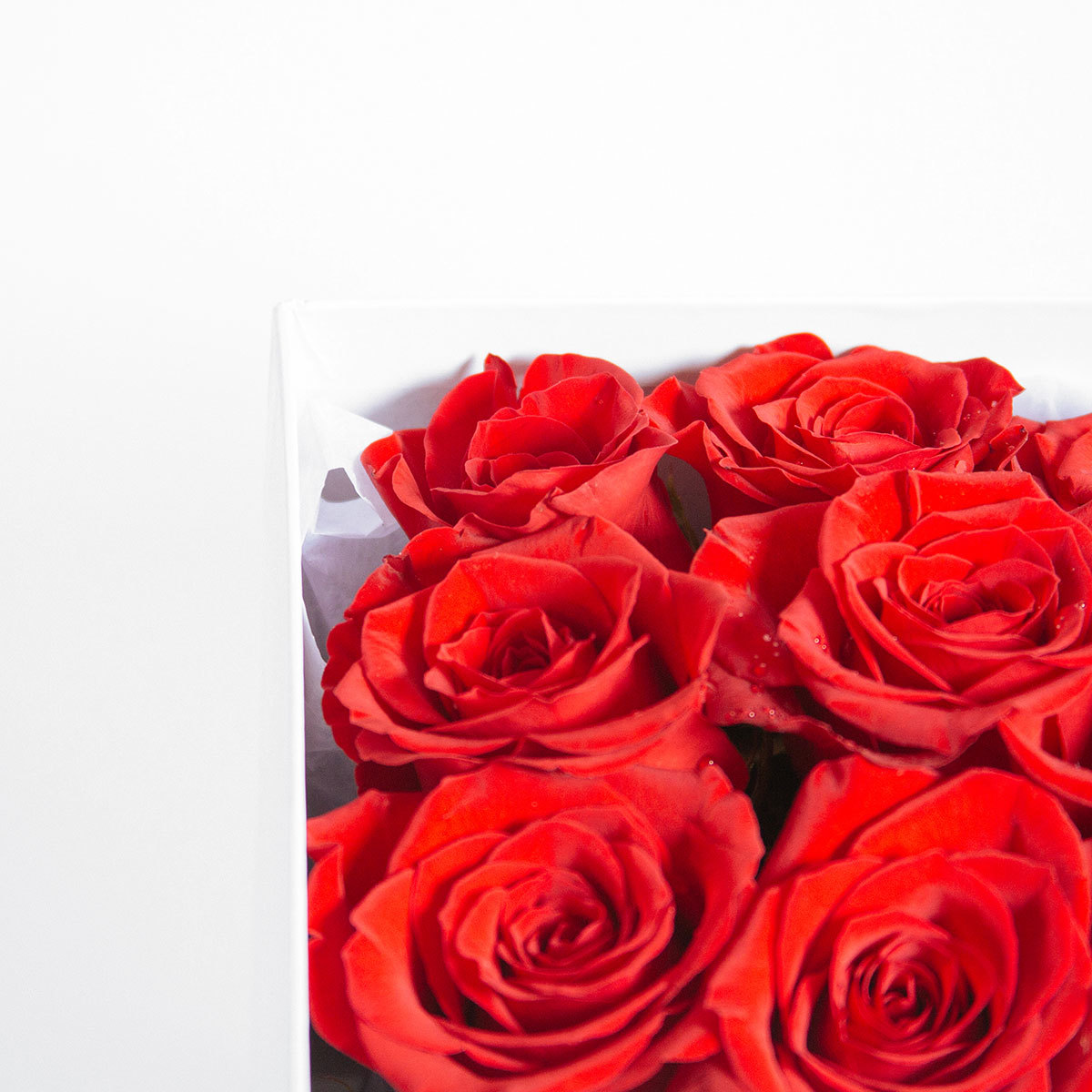 Rose Potion Number 9