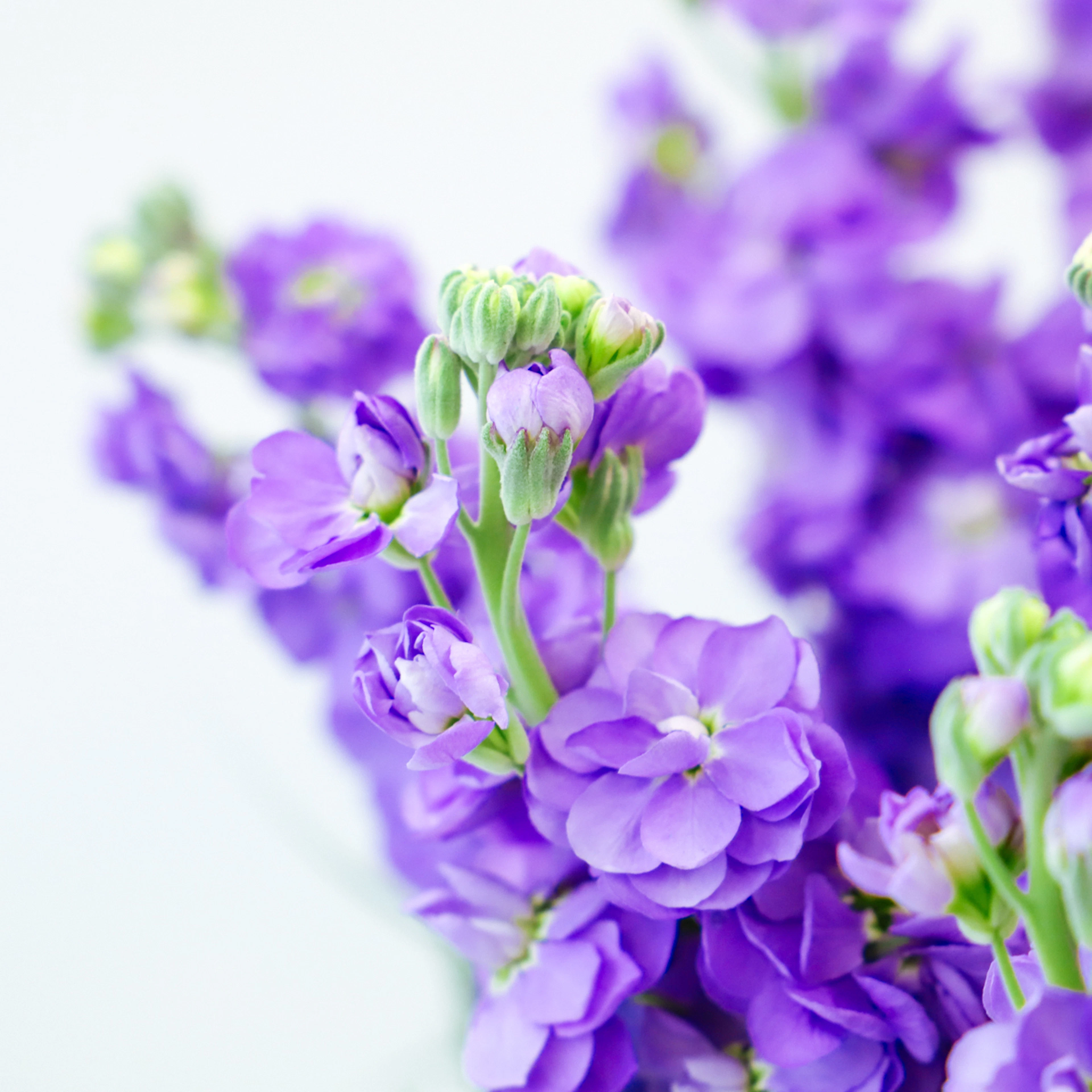 Scented Stock original