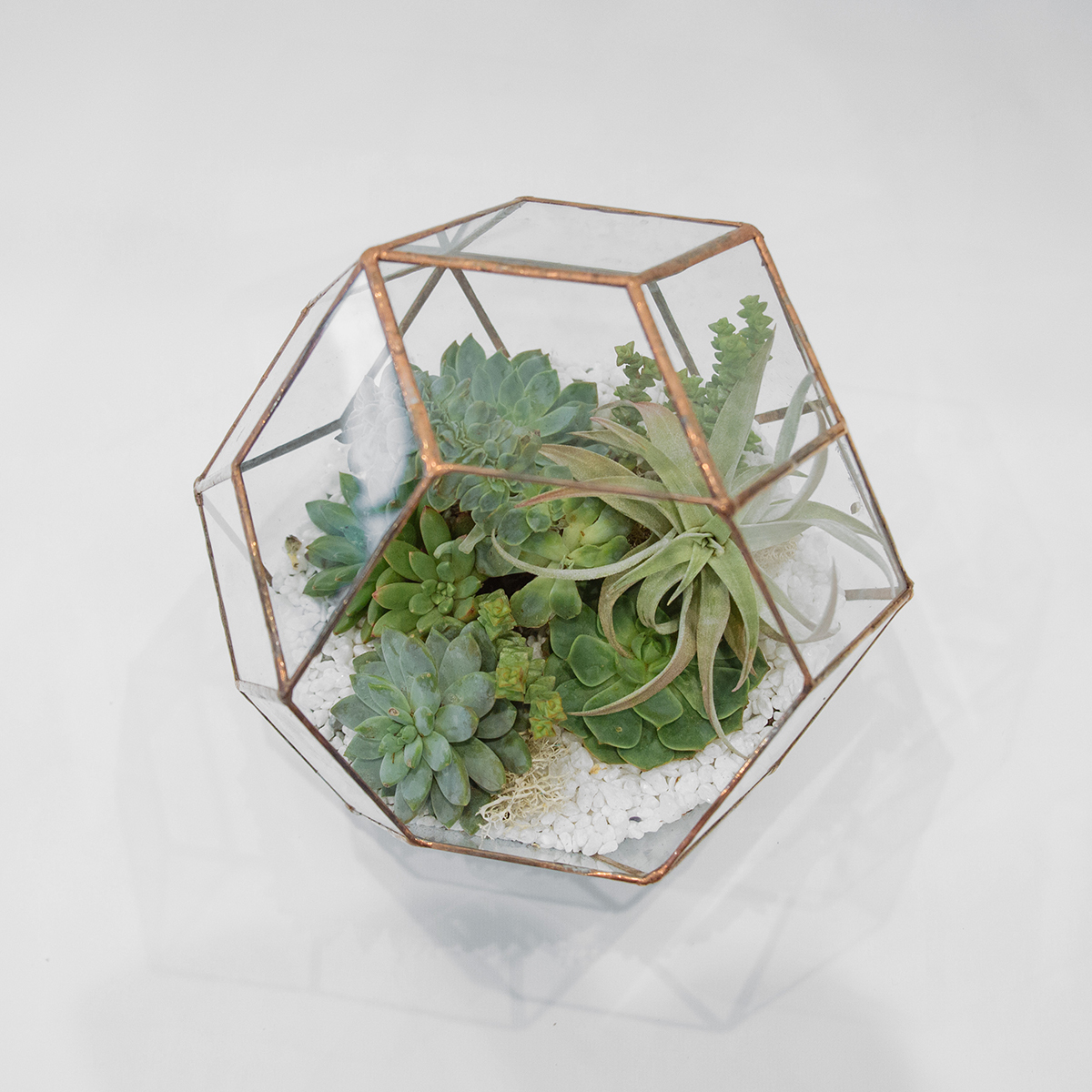 Terrarium