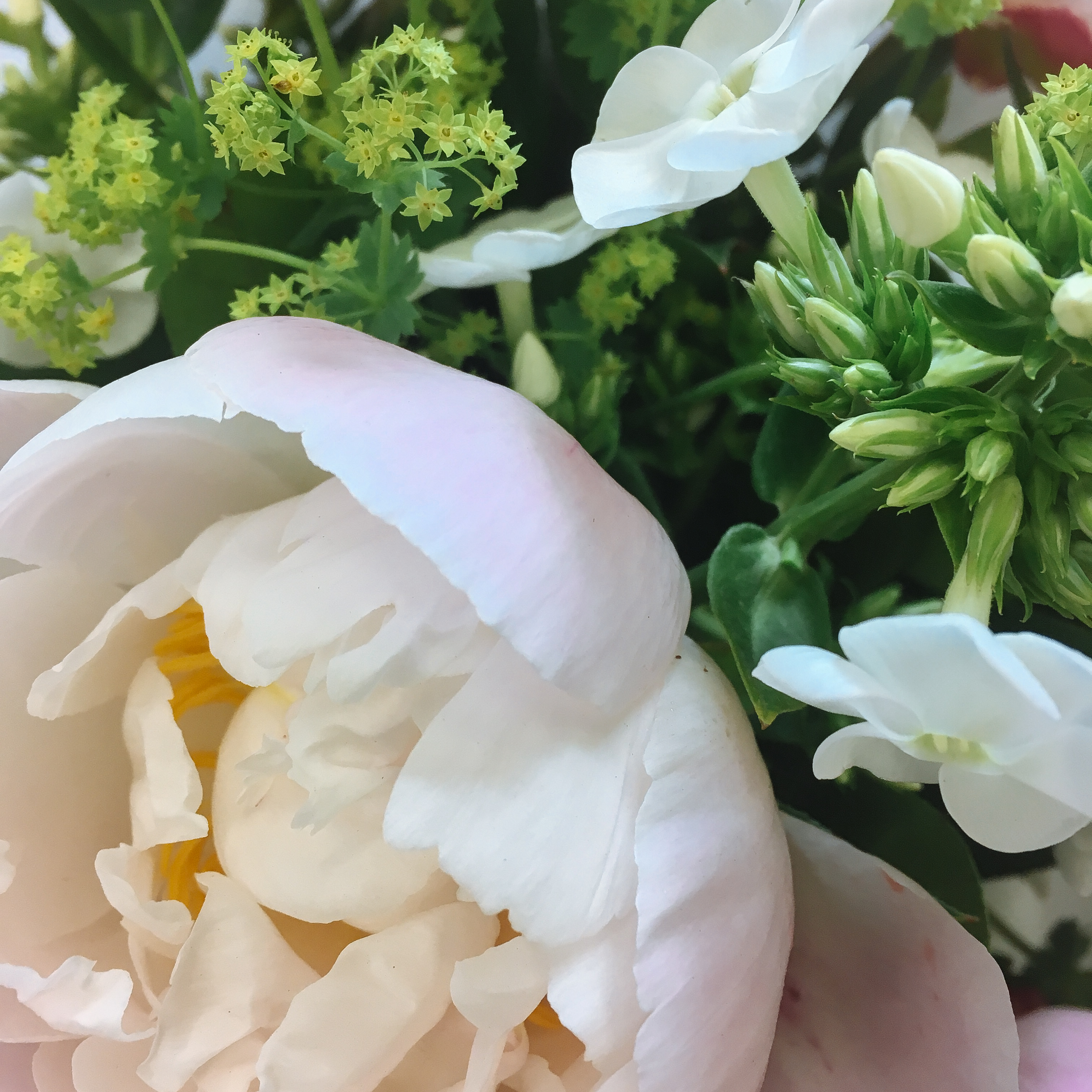 Tina Bouquet original