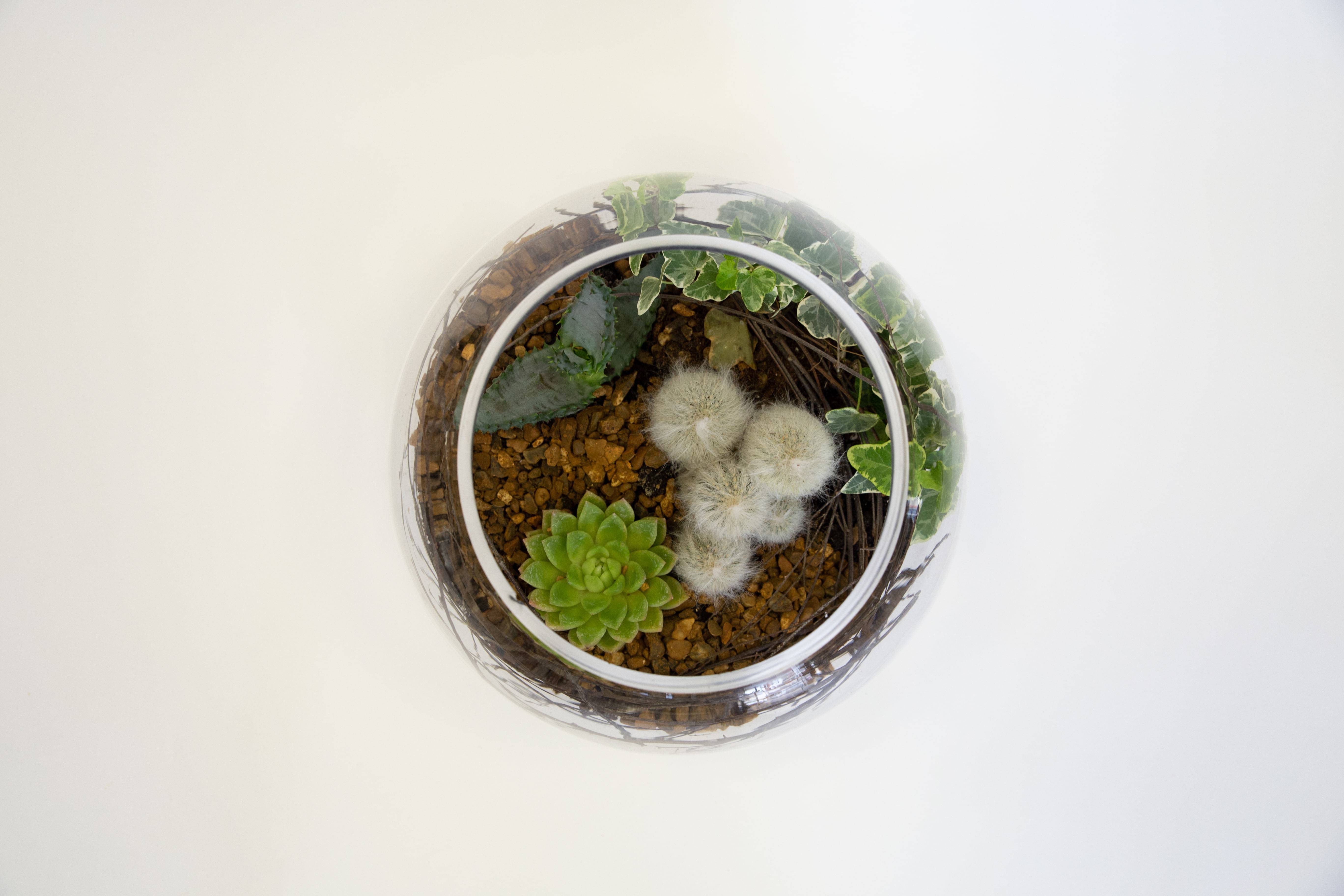 Tropical Valley original