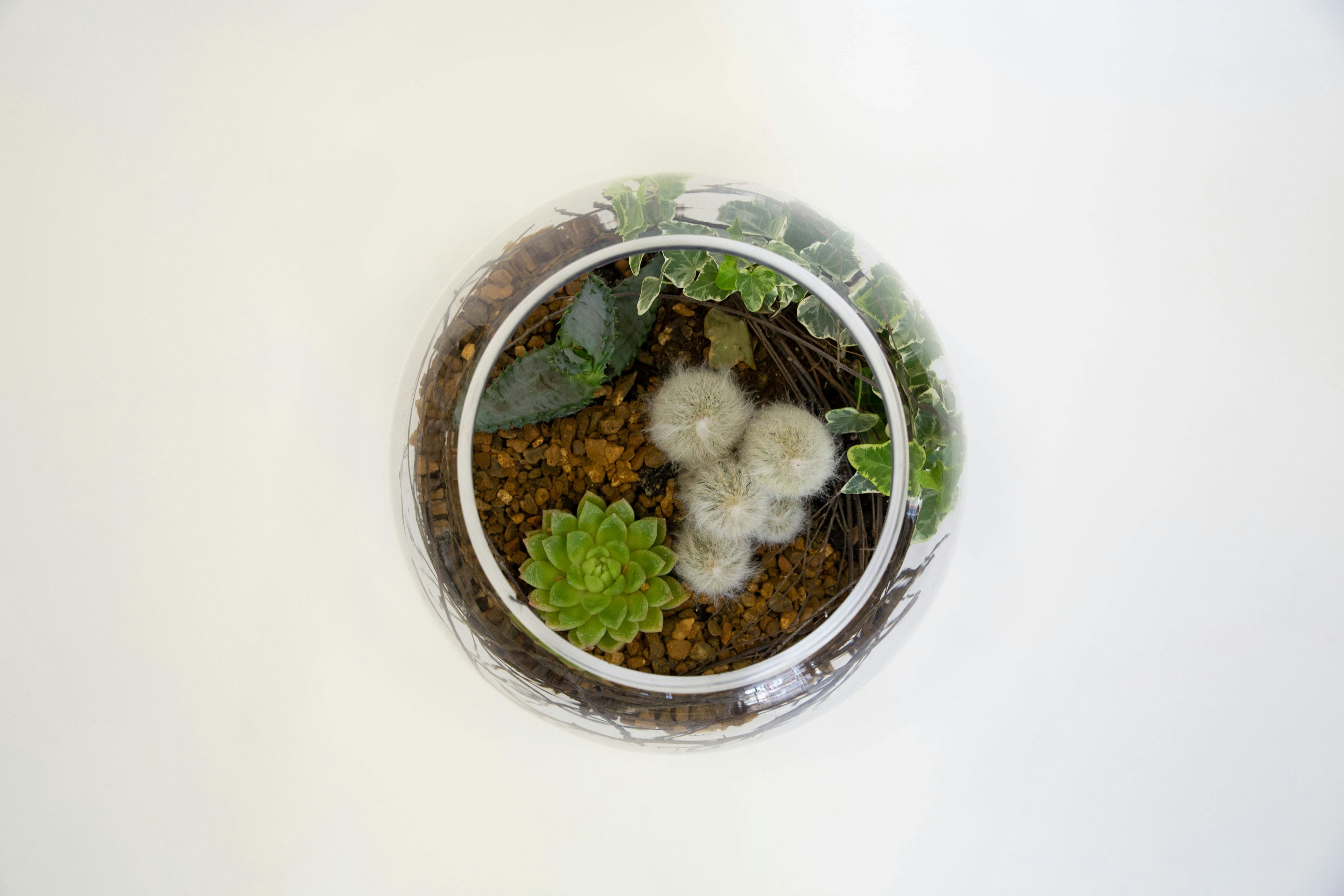 Tropical Valley original