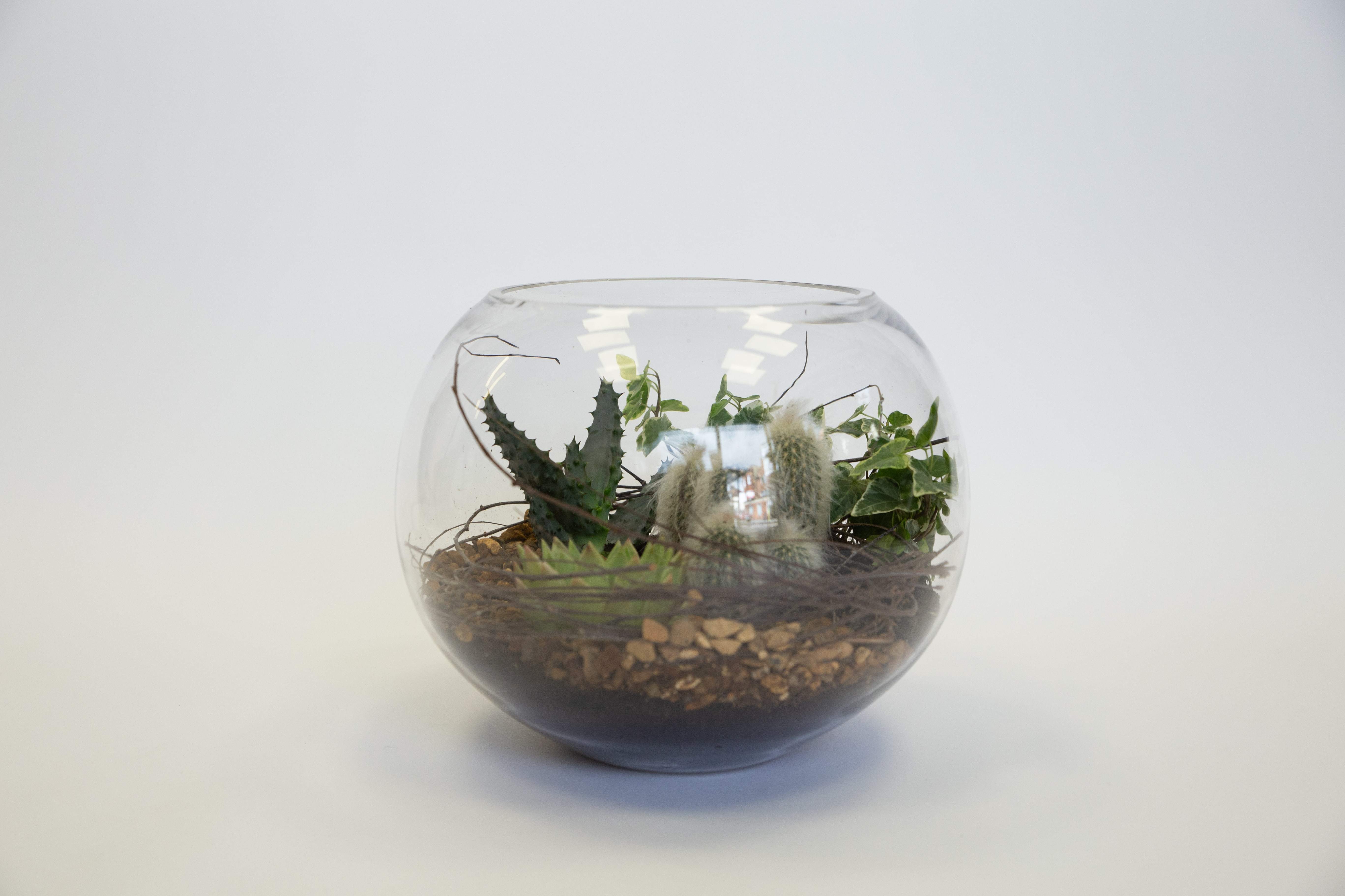 Tropical Valley original