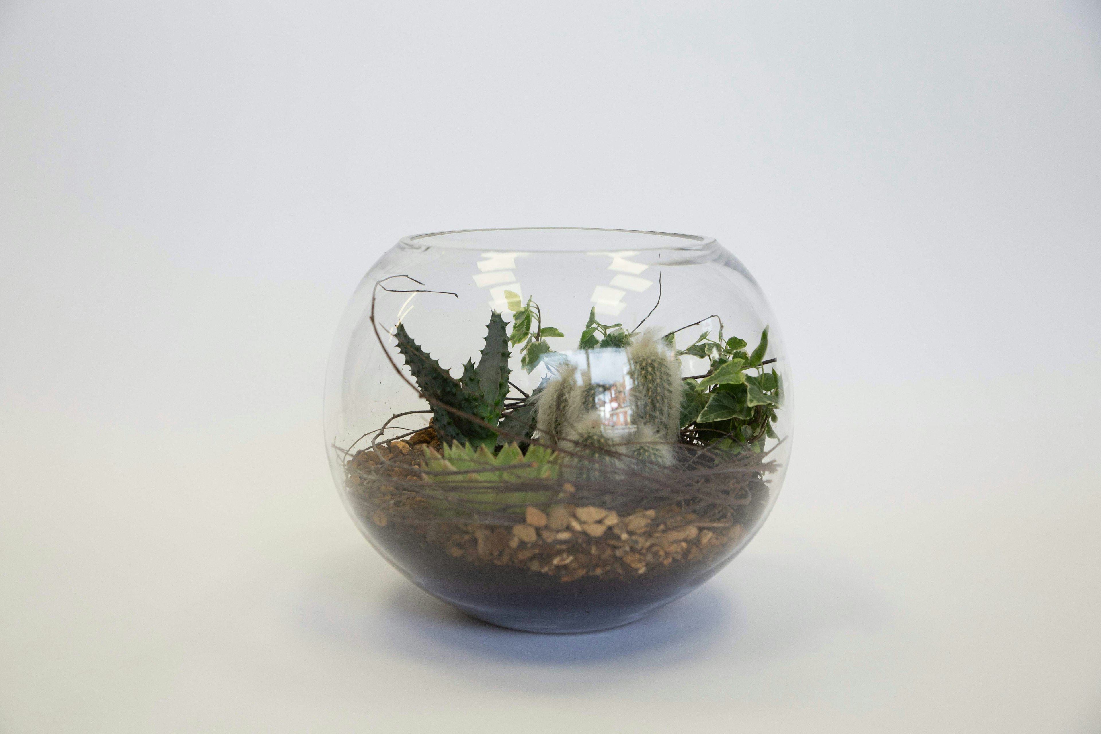 Tropical Valley original