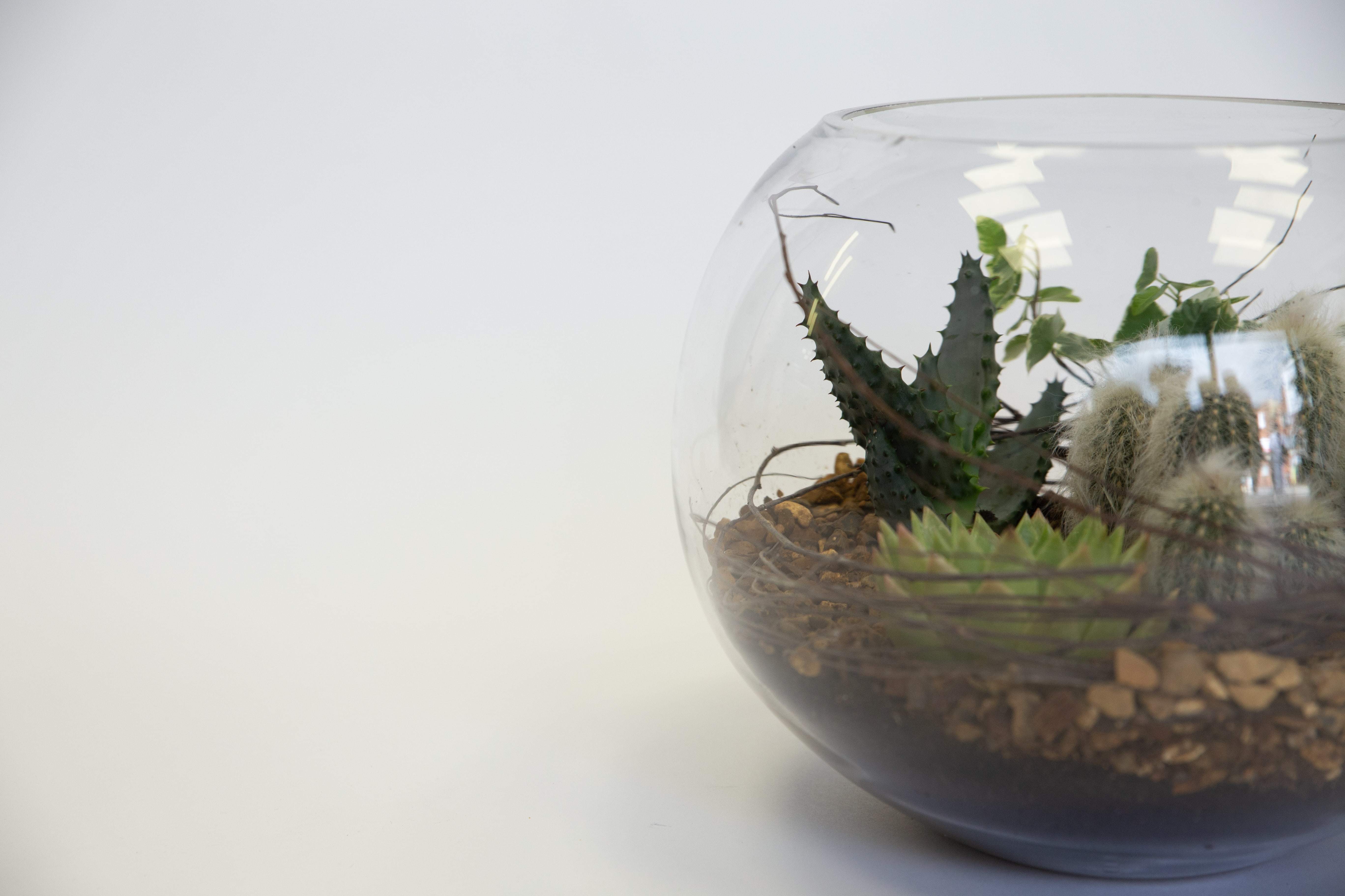 Tropical Valley original