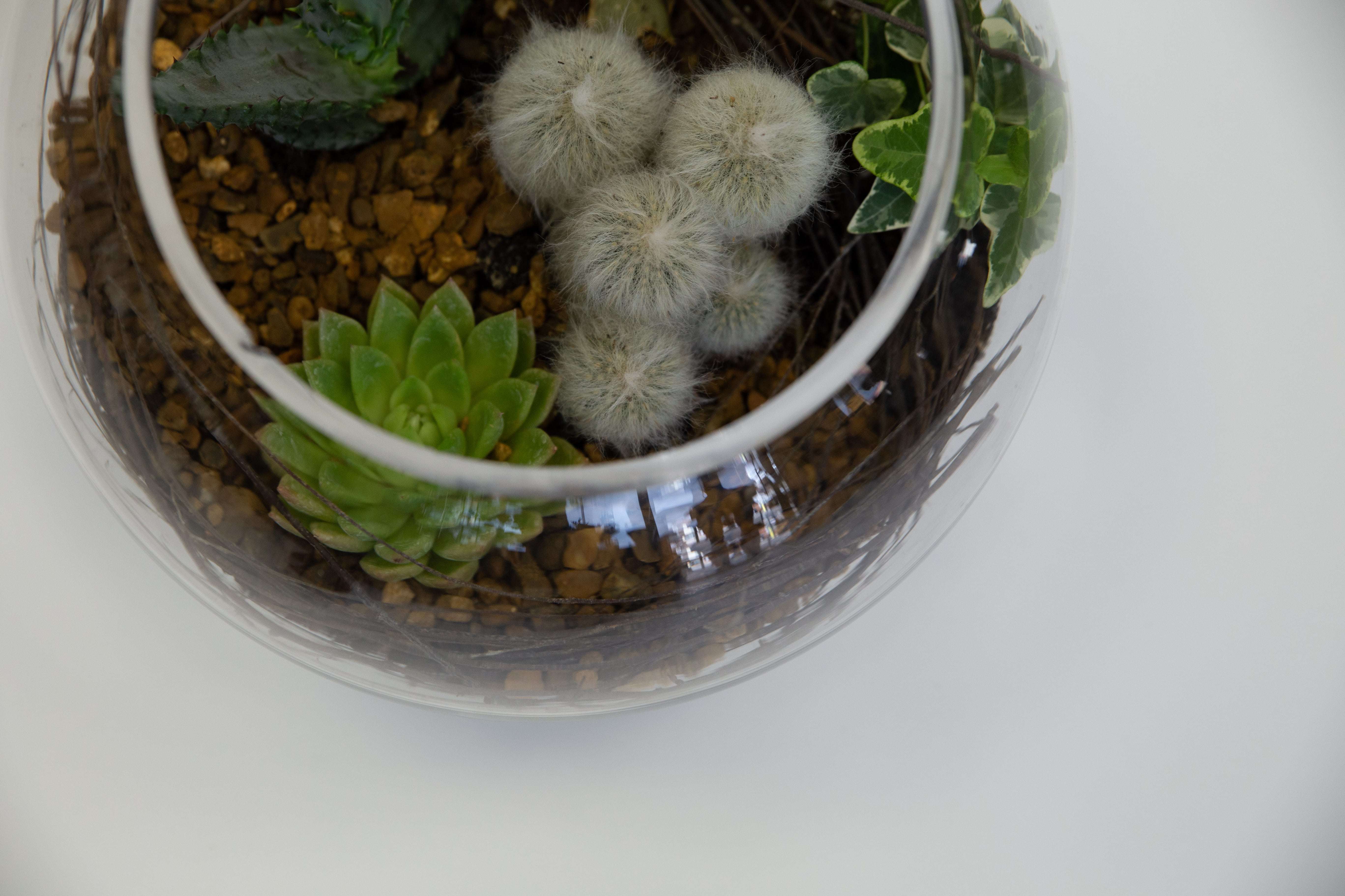 Tropical Valley original