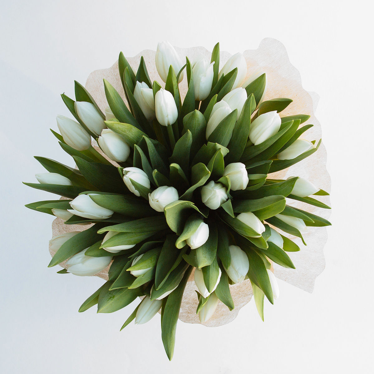 Tulip Desire original