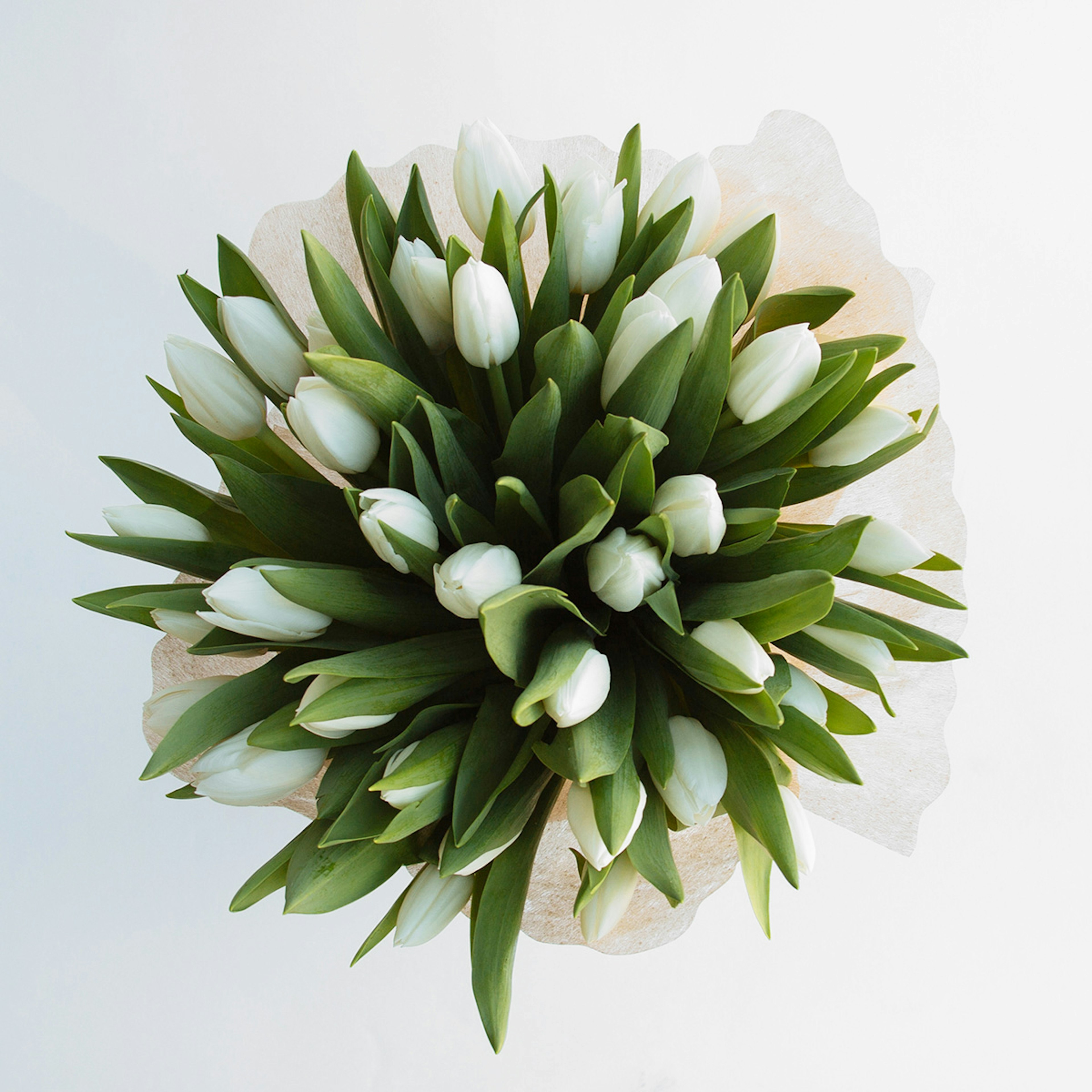 Tulip Desire original