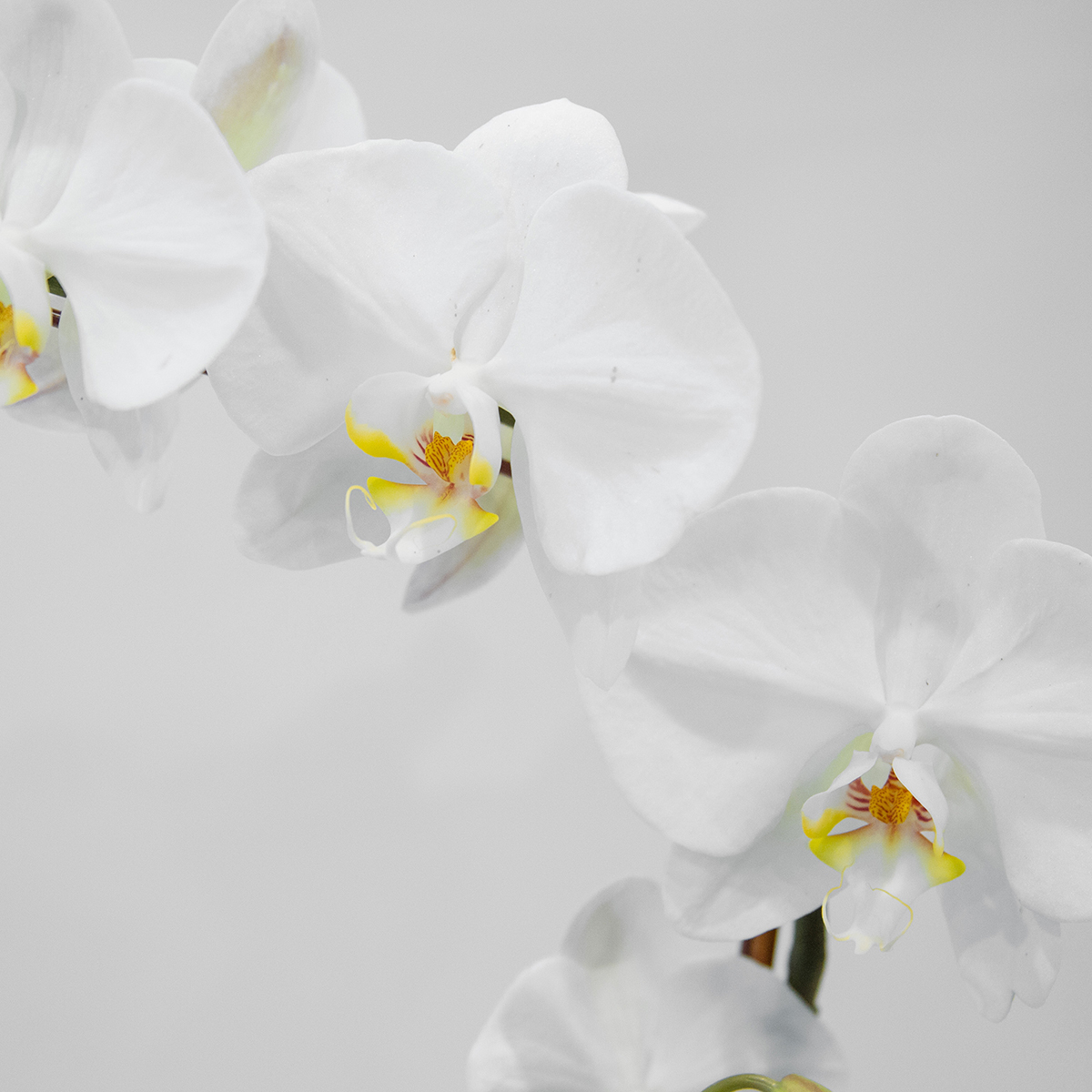 White Phalaenopsis