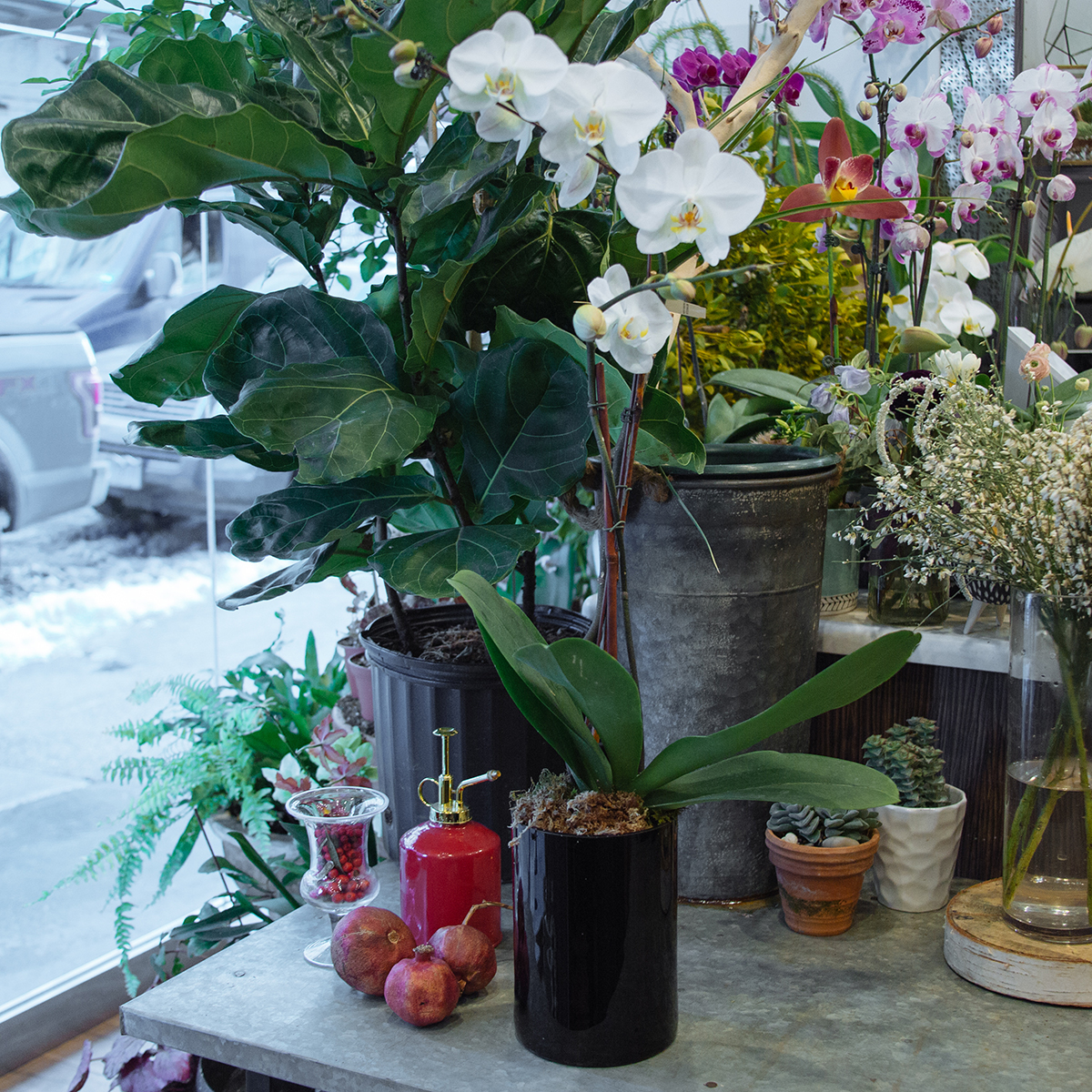 White Phalaenopsis original