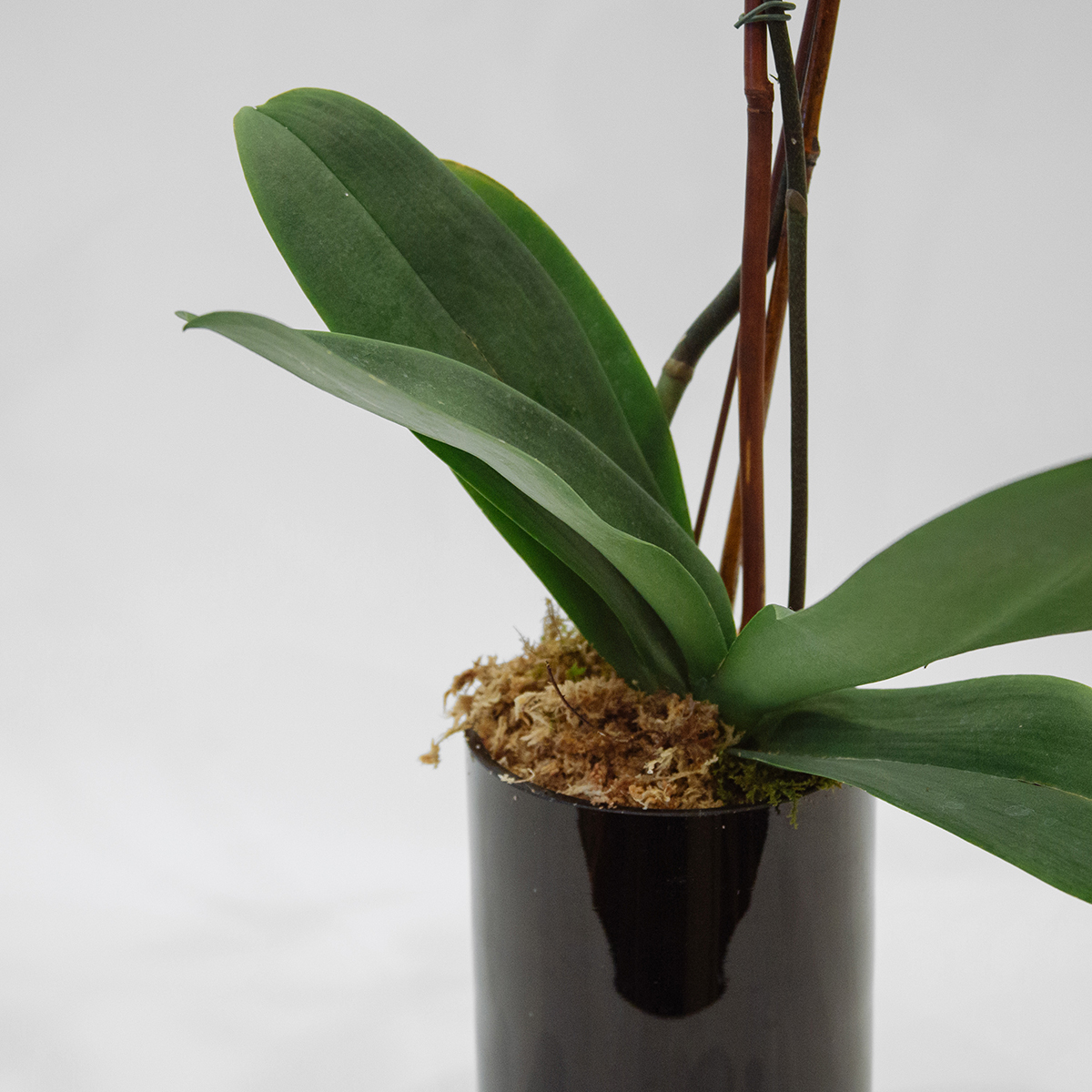 White Phalaenopsis original