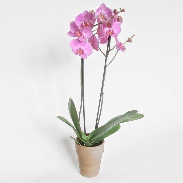 Orchid plant