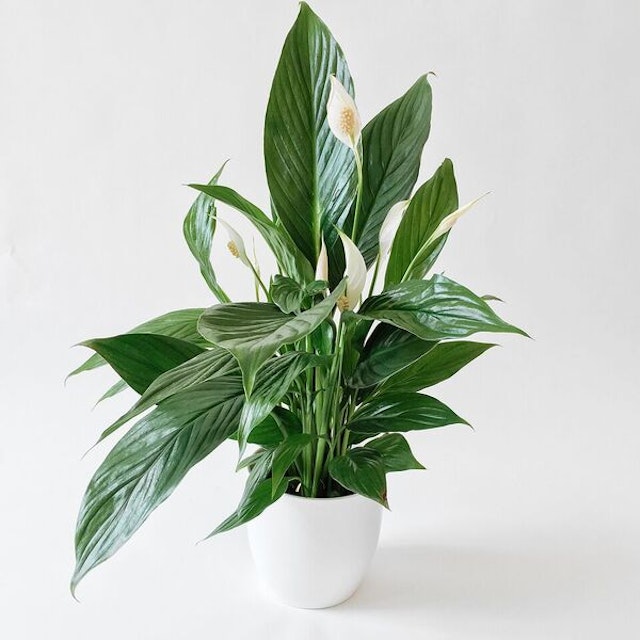 Peace Lily