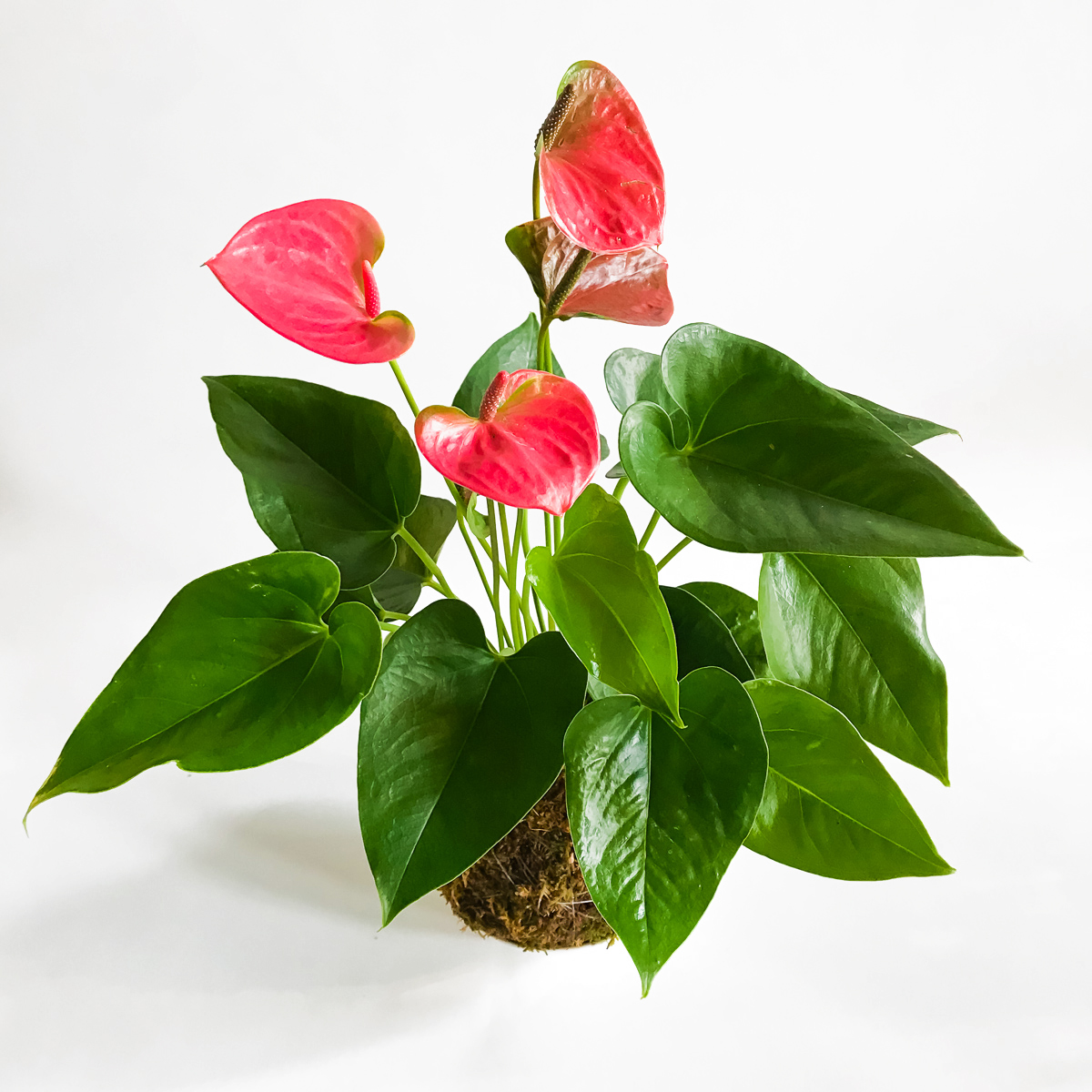 KOKEDAMA - Anthurium