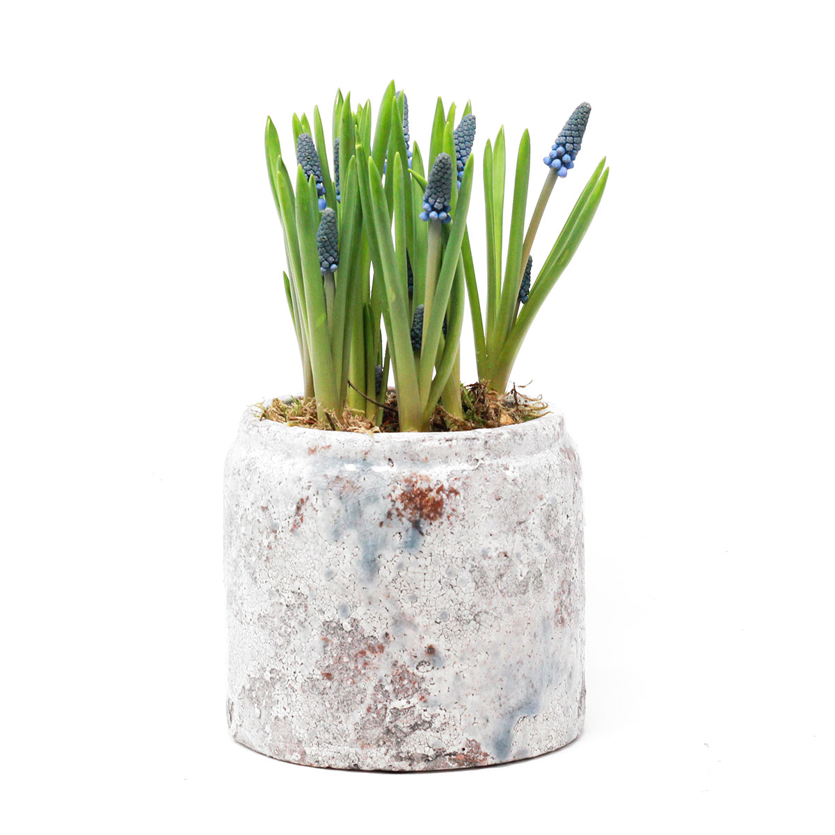 Muscari Pot