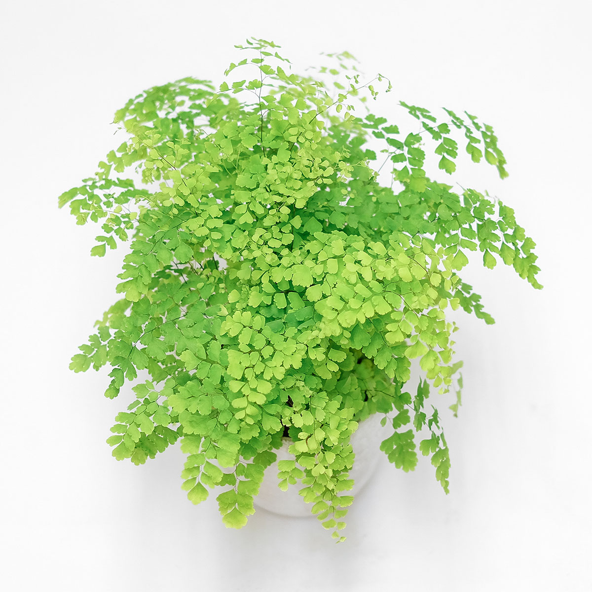 Iron Maidenhair