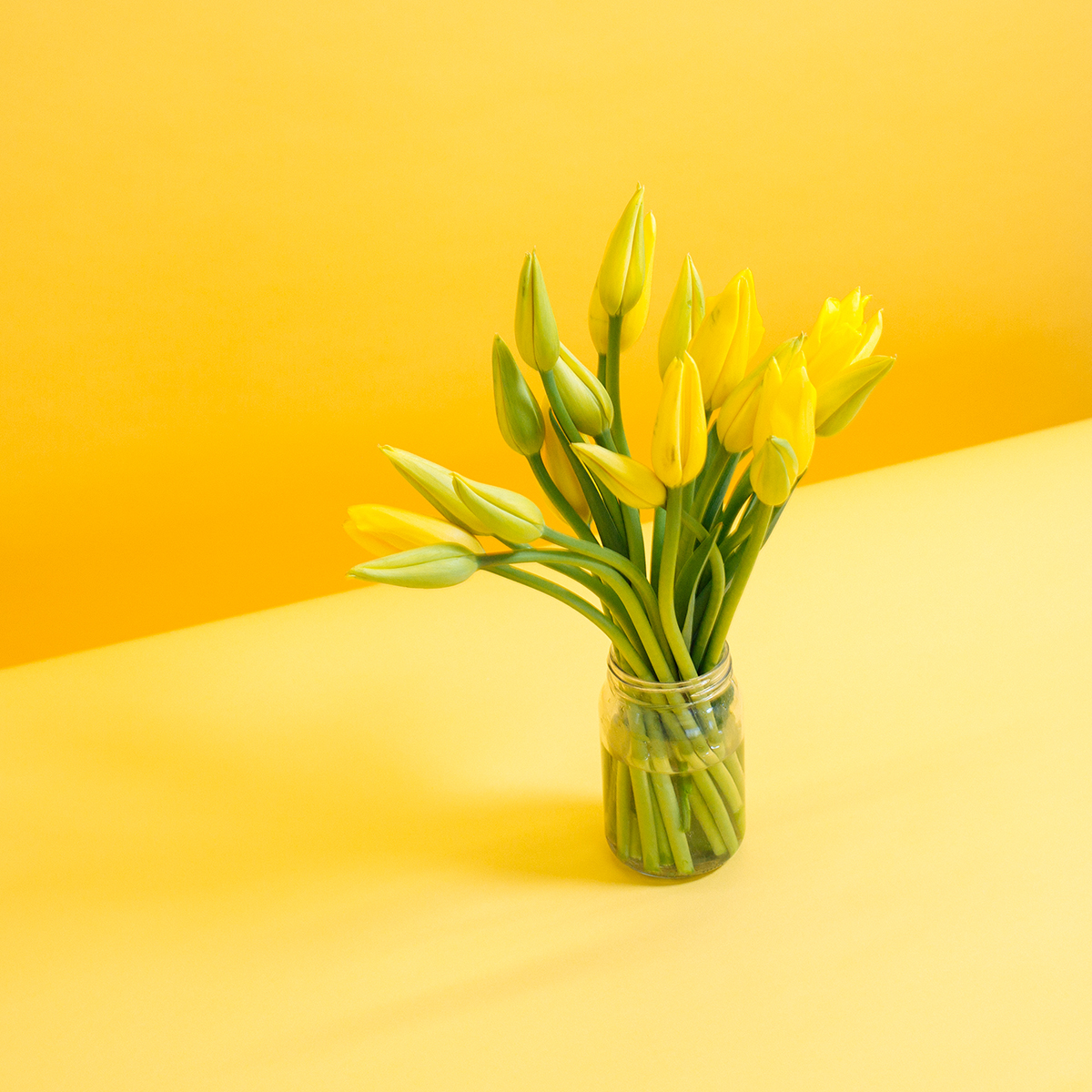 Yellow Tulips